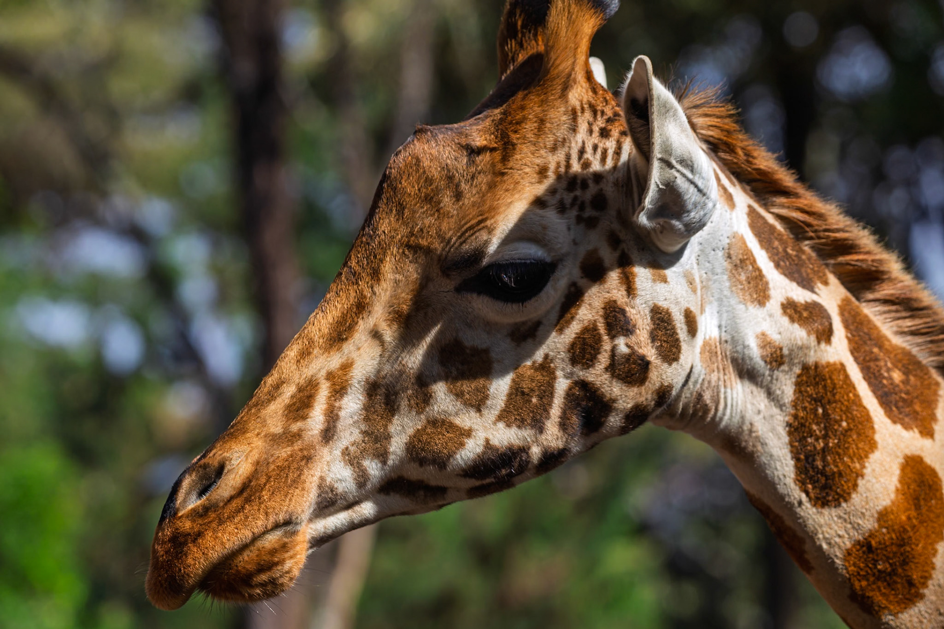 A giraffe at the Giraffe Center in Kenya is seen up close, showcasing its unique patterns and features.
