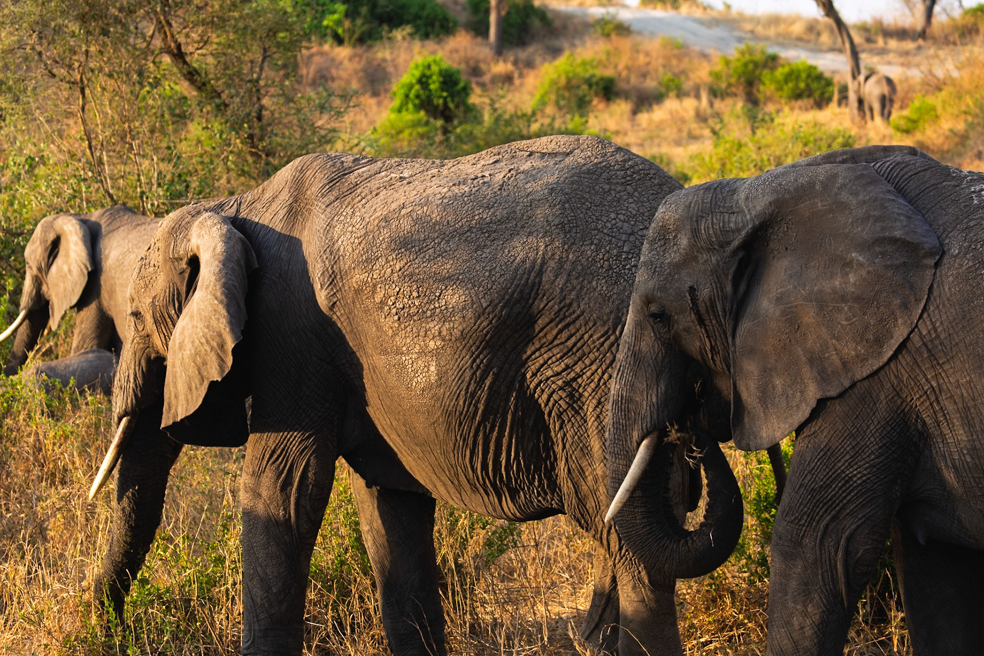 Two elephants graze in the golden light of Tarangire National Park, Tanzania, foraging for food in the savanna.