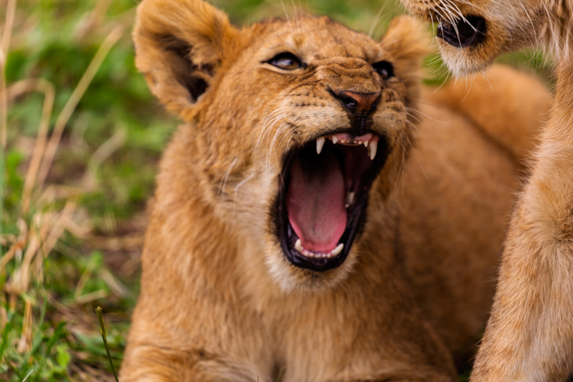 A lion cub bares its teeth in Serengeti National Park, Tanzania, possibly practicing its roar or showing playful aggression.