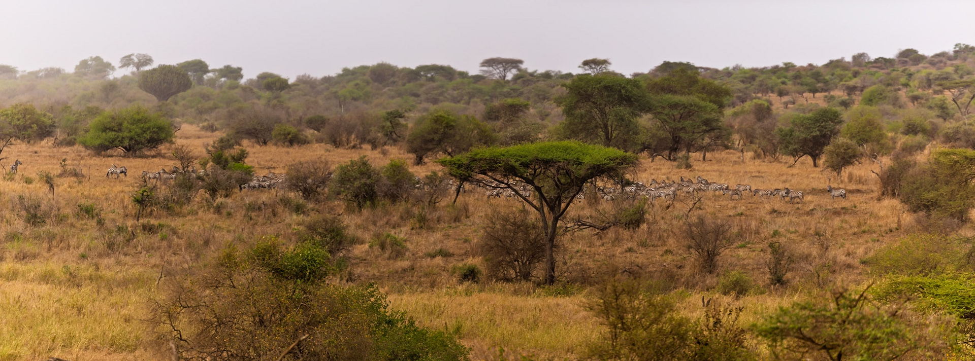 A dazzle of zebras graze in Serengeti National Park, Tanzania. They are eating the dry grass and enjoying the landscape.