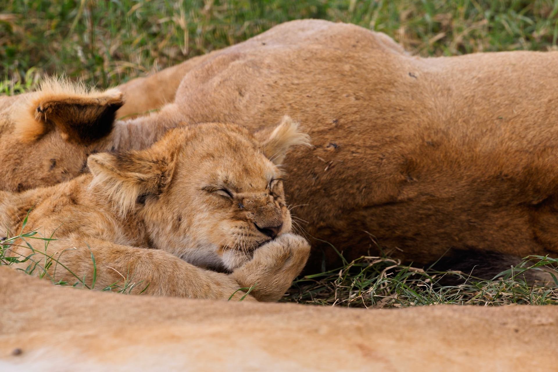 A lion cub sleeps peacefully next to its mother in Tanzania's Serengeti National Park, resting after a long day of play.
