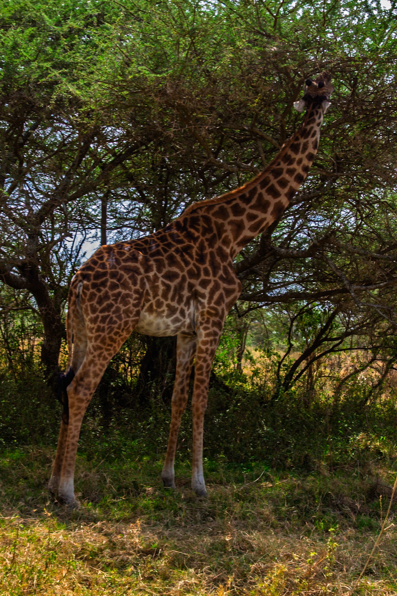 A giraffe is eating leaves from a tree in Serengeti National Park, Tanzania. It's using its long neck to reach the highest branches.
