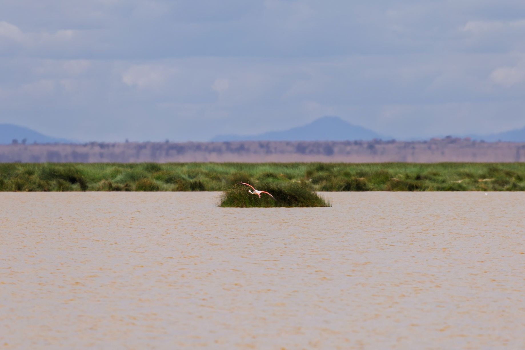 A flamingo takes flight from a small island in Amboseli National Park, Kenya.