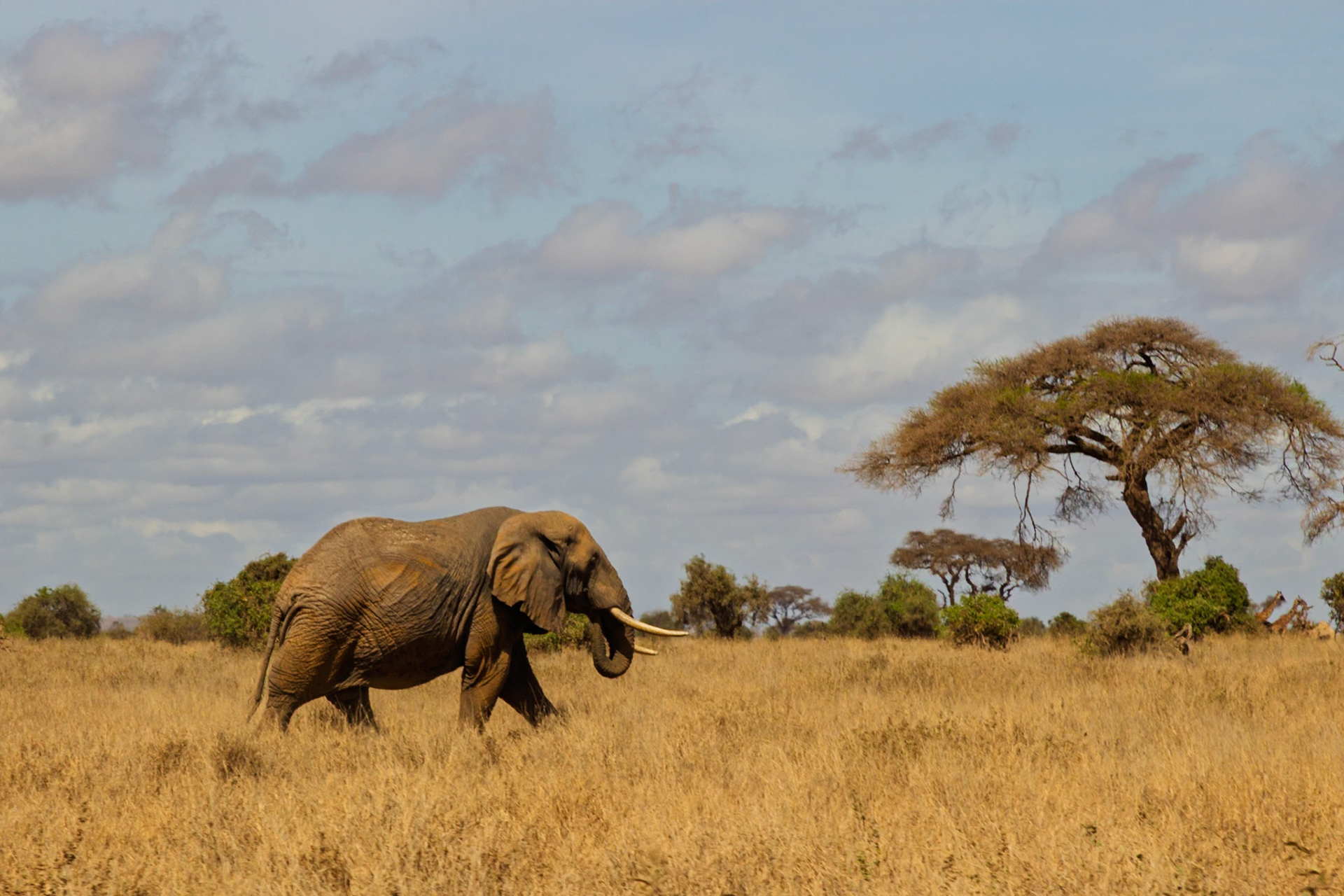 An elephant walks through the golden grasses of Amboseli National Park in Kenya, searching for food.