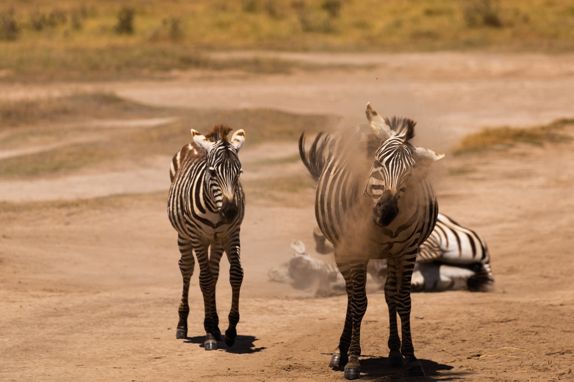 Zebras dust bathe in Amboseli National Park, Kenya, to remove parasites and cool off in the African heat.