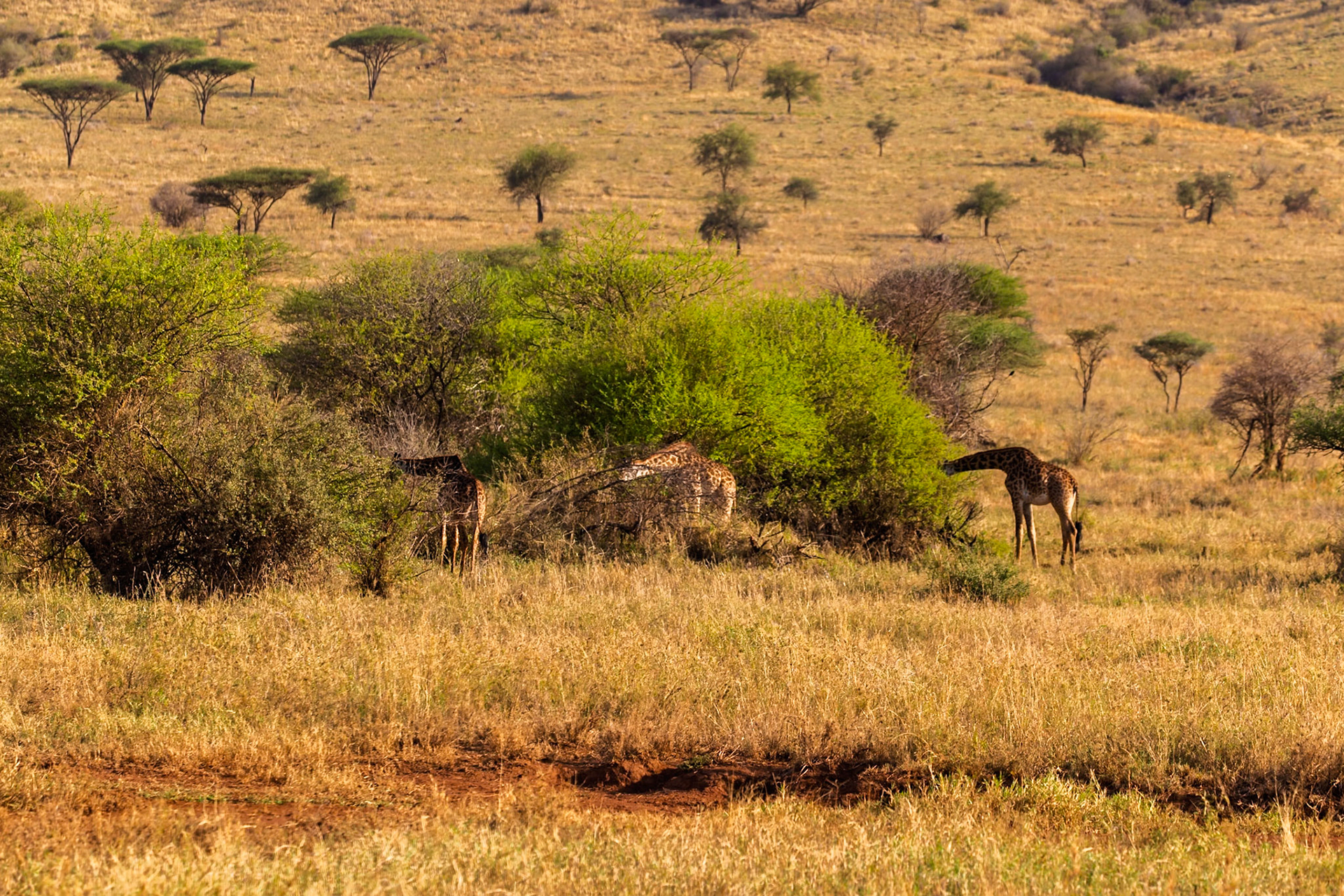 Giraffes browse in Serengeti National Park, Tanzania. They eat leaves from trees, using their height to reach food others can't.