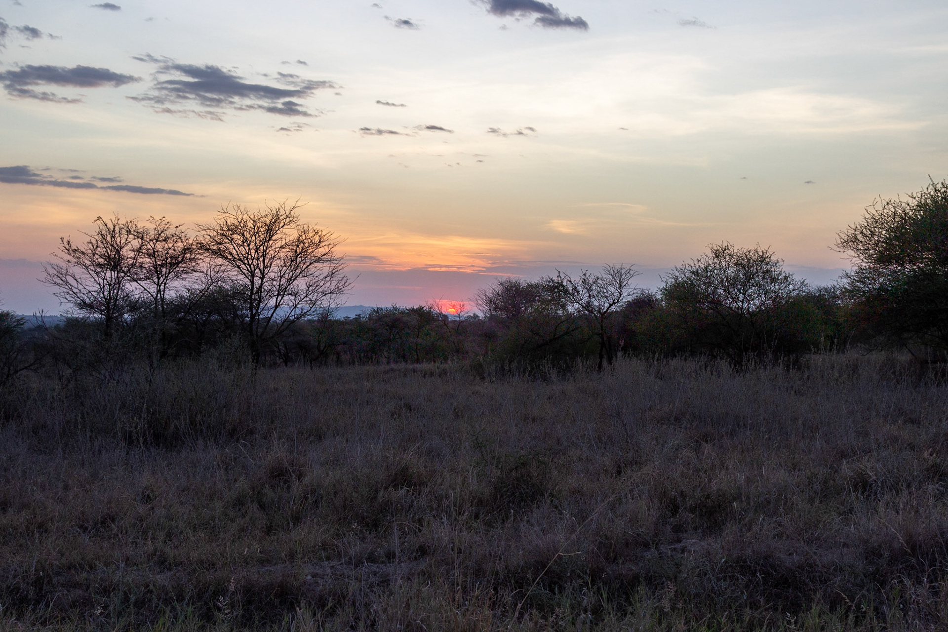 Sunset in Serengeti National Park, Tanzania, paints the sky with warm hues as it dips below the horizon.