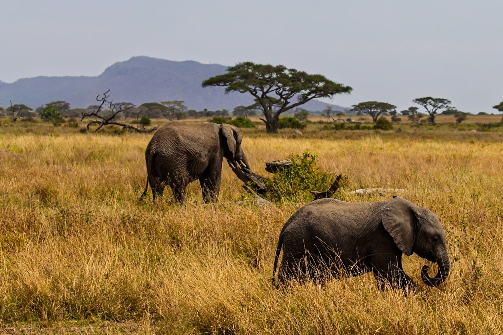 Two elephants graze in the Serengeti National Park, Tanzania, enjoying the tall grasses under the African sun.