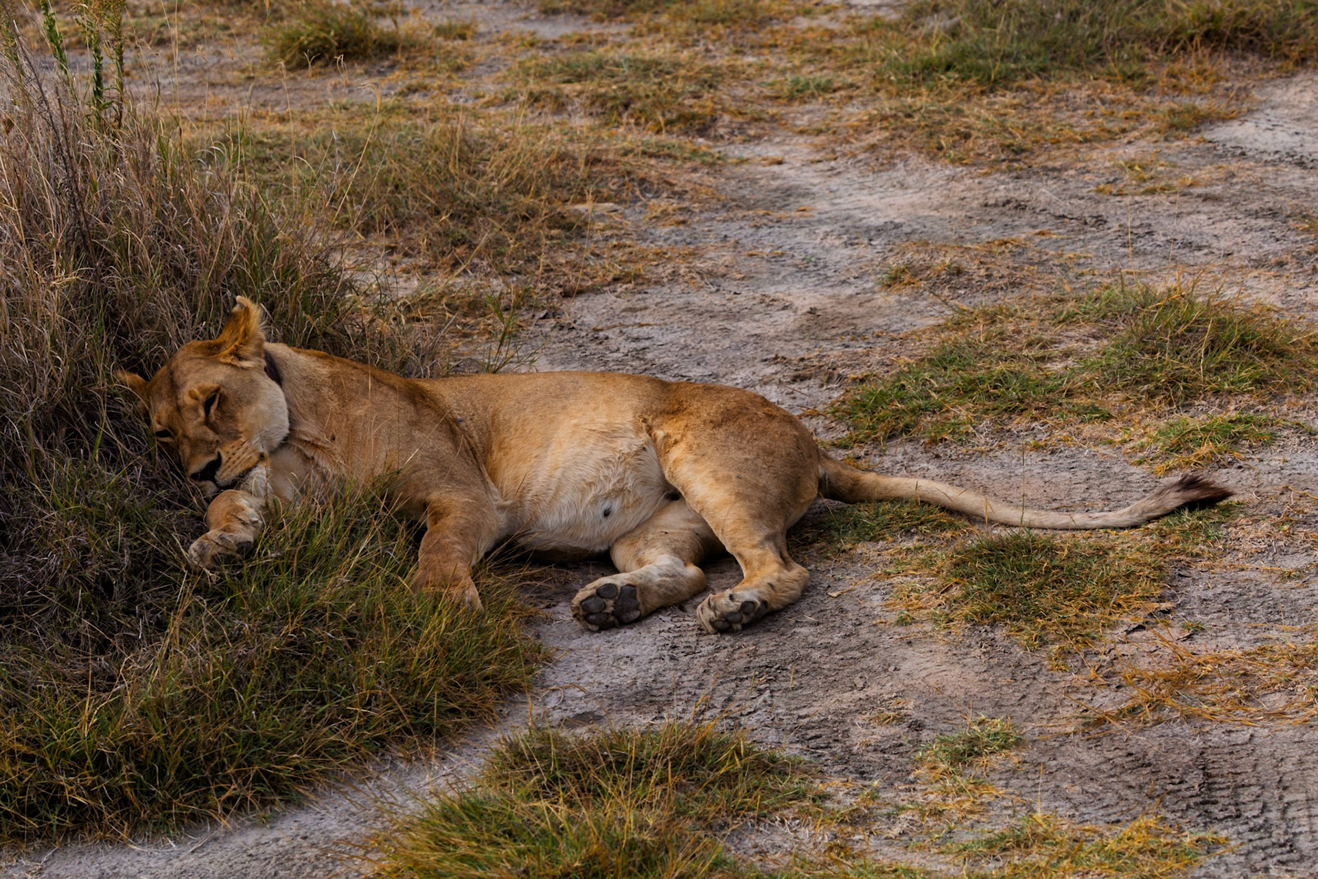 A lioness rests in Serengeti National Park, Tanzania. She's likely conserving energy for hunting or protecting her territory.
