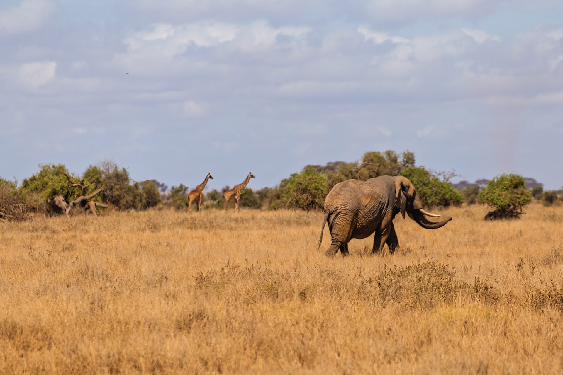 An elephant walks through the tall grass in Kenya's Amboseli National Park, with two giraffes in the background.