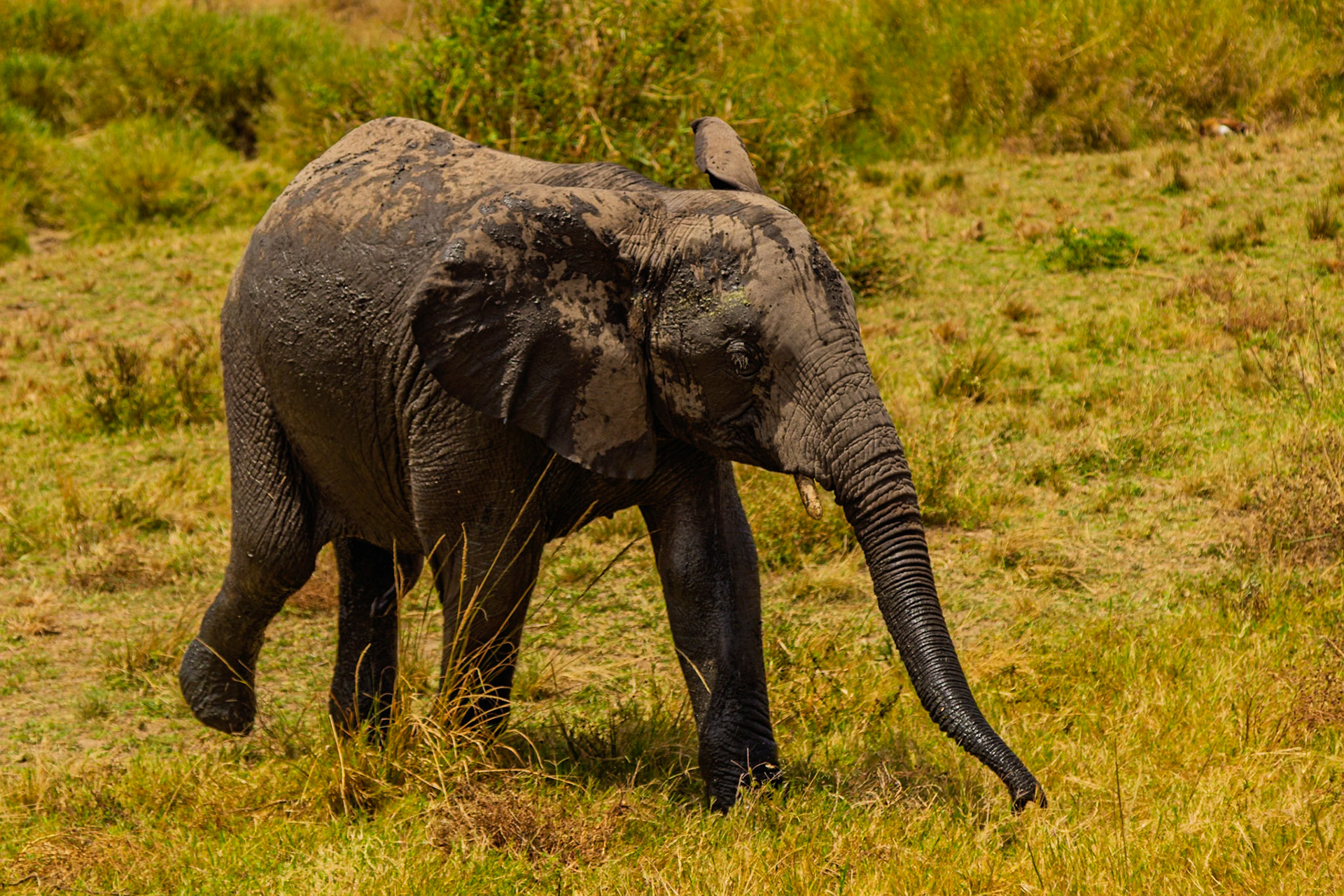A mud-covered elephant walks through the Serengeti National Park in Tanzania, with a bird perched on its back.