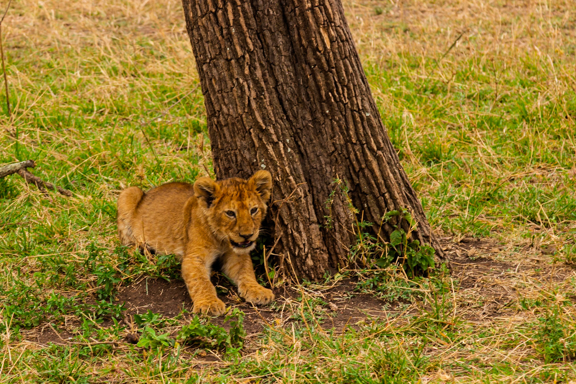 A lion cub rests by a tree in Tanzania's Serengeti National Park, seeking shade and safety from the African sun.