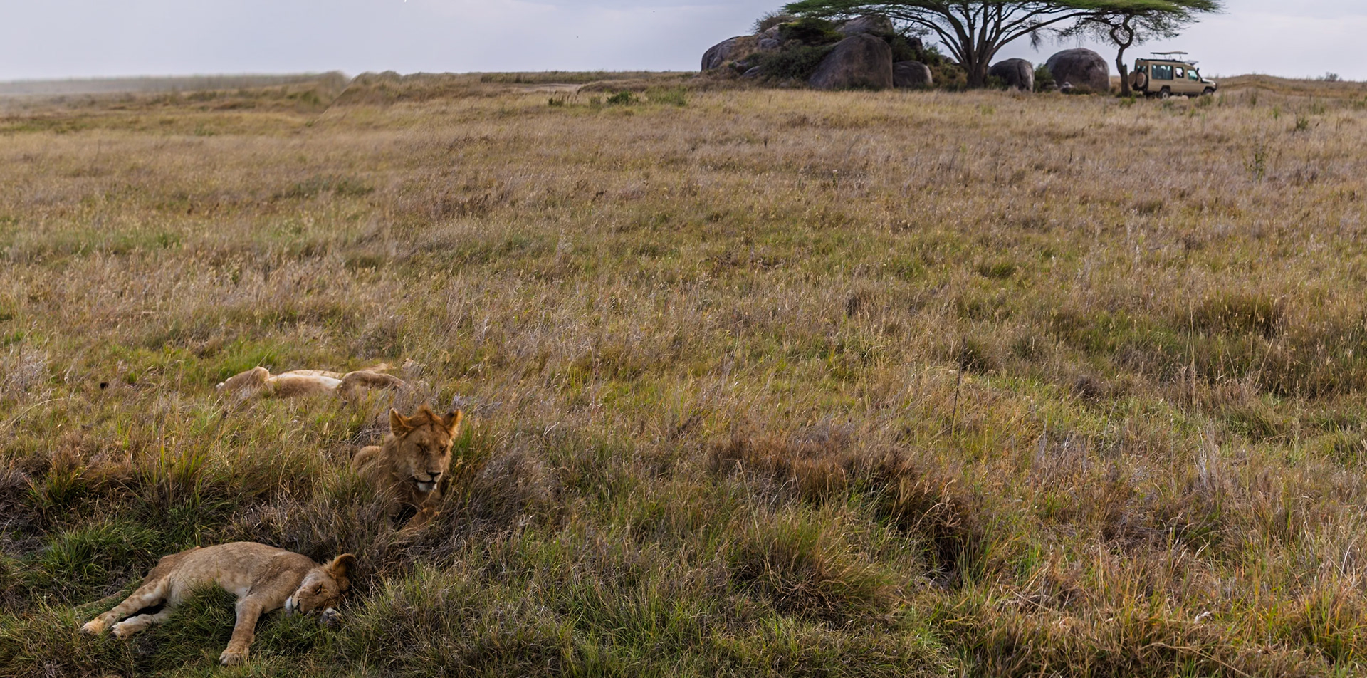 A pride of lions rests in the tall grass of Tanzania's Serengeti National Park, while a safari vehicle sits in the distance.
