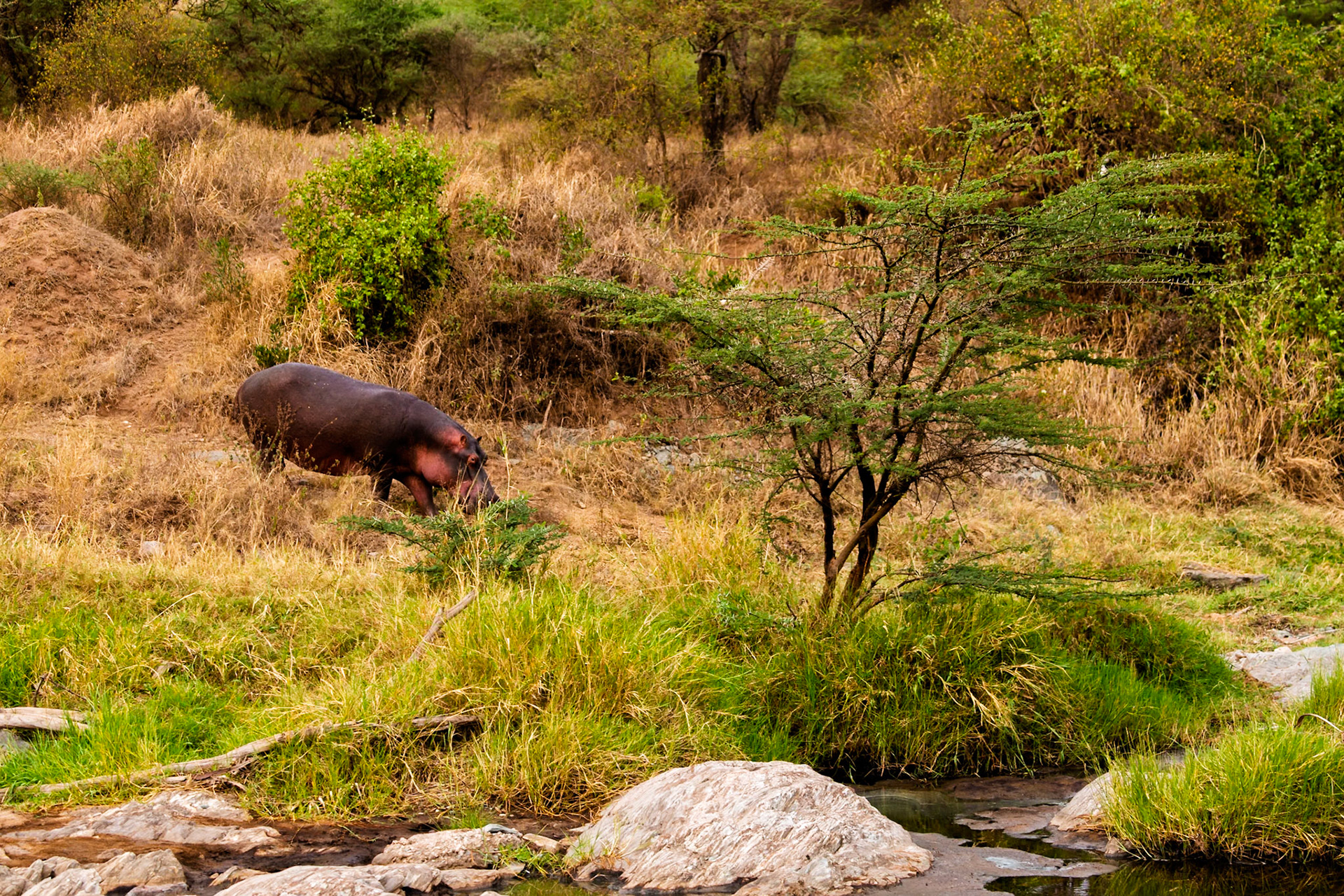 A hippo grazes in Serengeti National Park, Tanzania. They leave the water to eat grass, consuming up to 80 pounds in a single night.