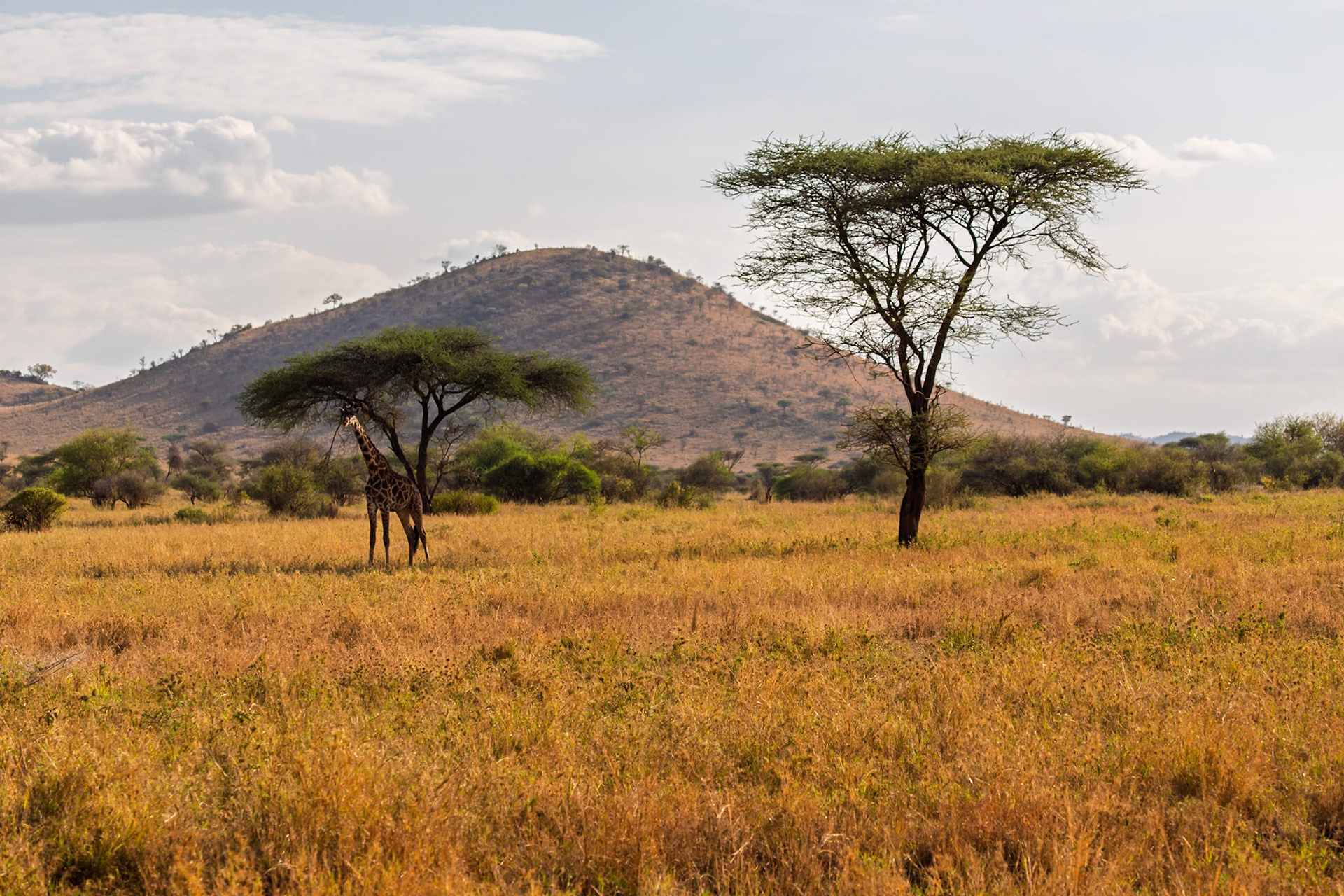 A giraffe eats from a tree in Tanzania's Serengeti National Park. The giraffe is eating to survive in the African plains.