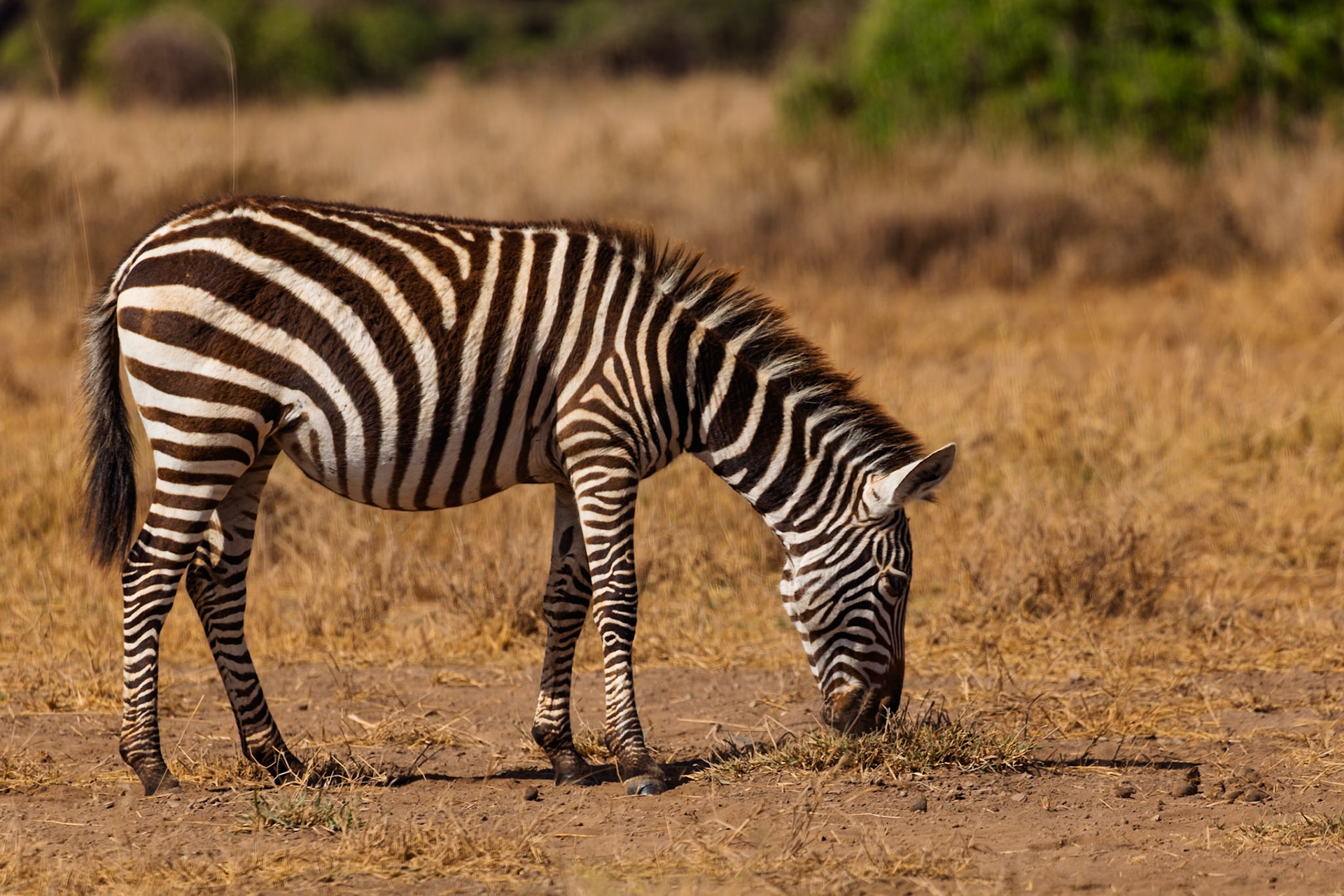 A zebra grazes in Amboseli National Park, Kenya. The zebra is eating grass in a dry, open field.