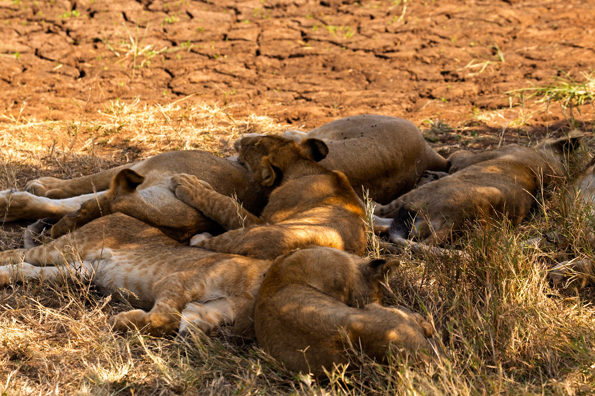 A pride of lions rests in Serengeti National Park, Tanzania, seeking shade and conserving energy during the heat of the day.