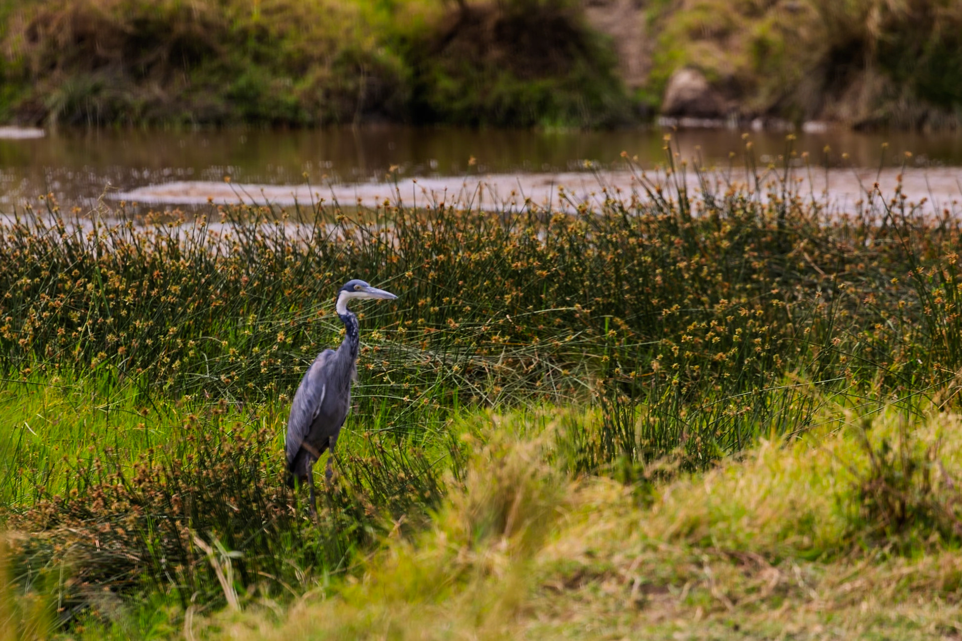 A grey heron stands alert in the tall grasses of Serengeti National Park, Tanzania, likely hunting for fish in the nearby water.