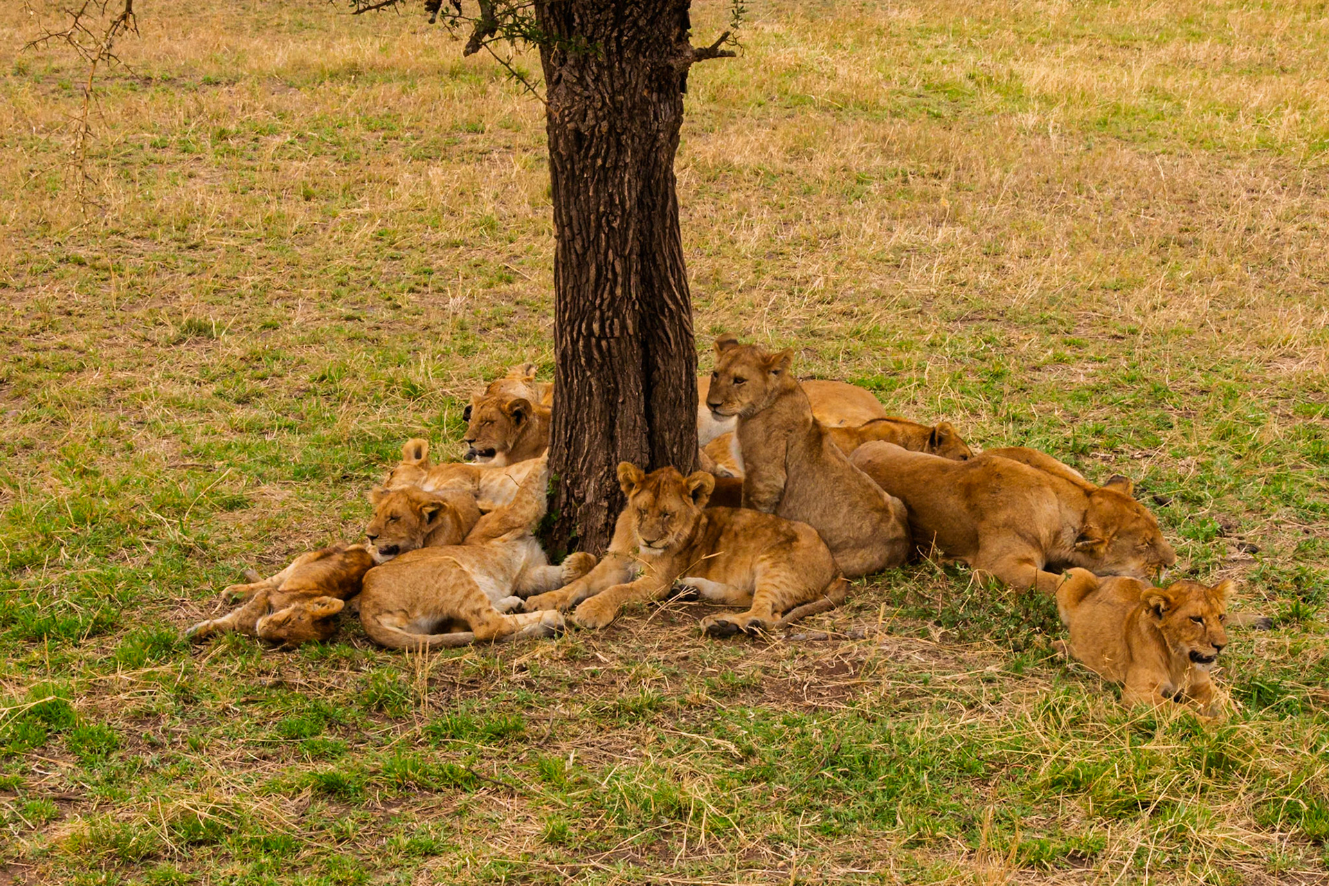 A pride of lions rests in the shade of a tree in Tanzania's Serengeti National Park, seeking respite from the heat.