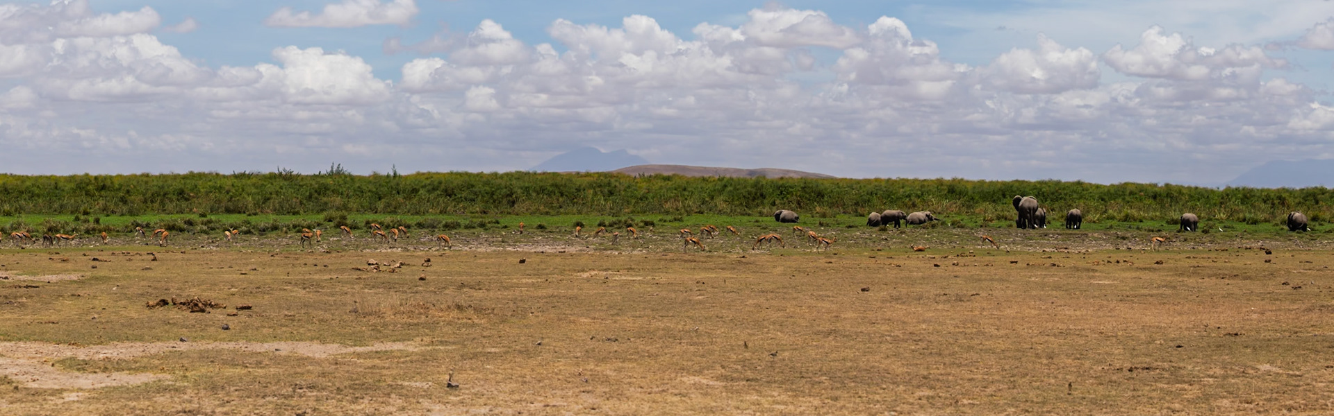 Elephants and gazelles graze in Amboseli National Park, Kenya, seeking sustenance in their natural habitat.