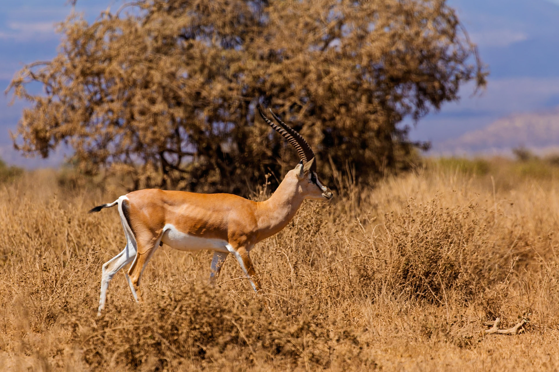 A Grant's gazelle is walking through the tall grass in Amboseli National Park, Kenya, likely searching for food or water.
