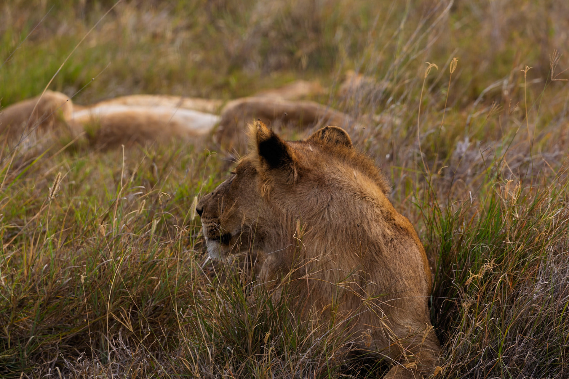 A lioness rests in the tall grass of Tanzania's Serengeti National Park, blending in with her surroundings.