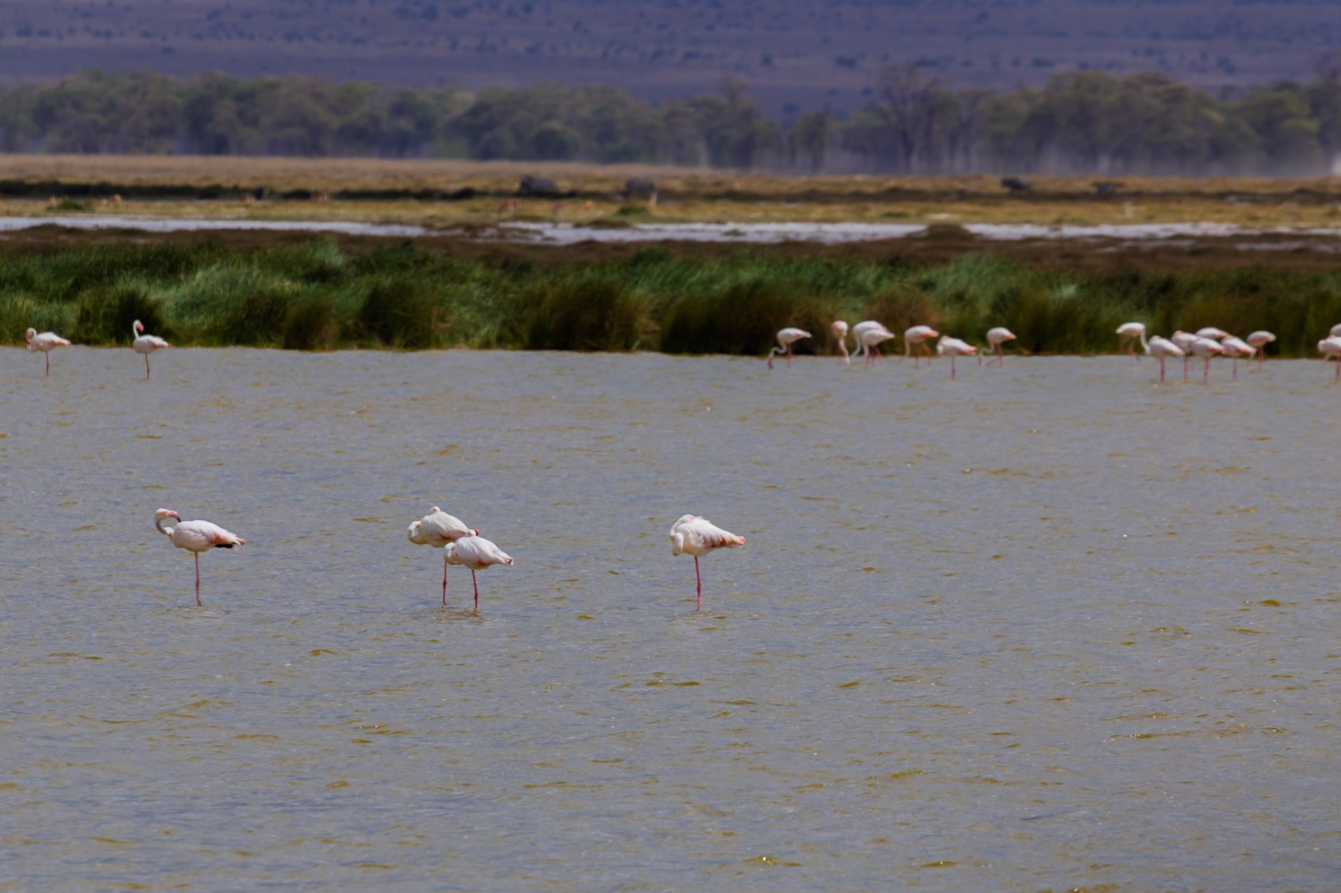 Flamingos wade in Amboseli National Park, Kenya. They are resting and feeding in the shallow water.