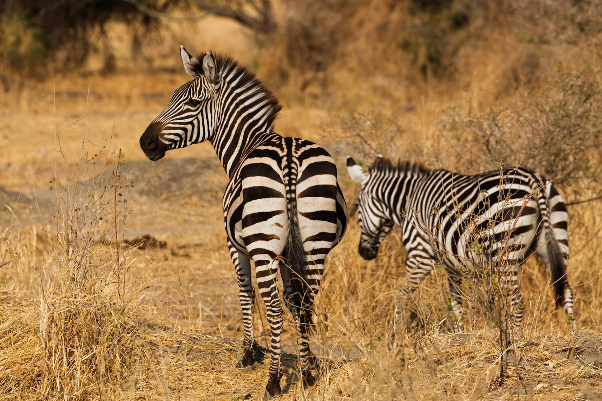 Two zebras stand in the dry grass of Tarangire National Park, Tanzania, foraging for food. One looks back, alert to its surroundings.