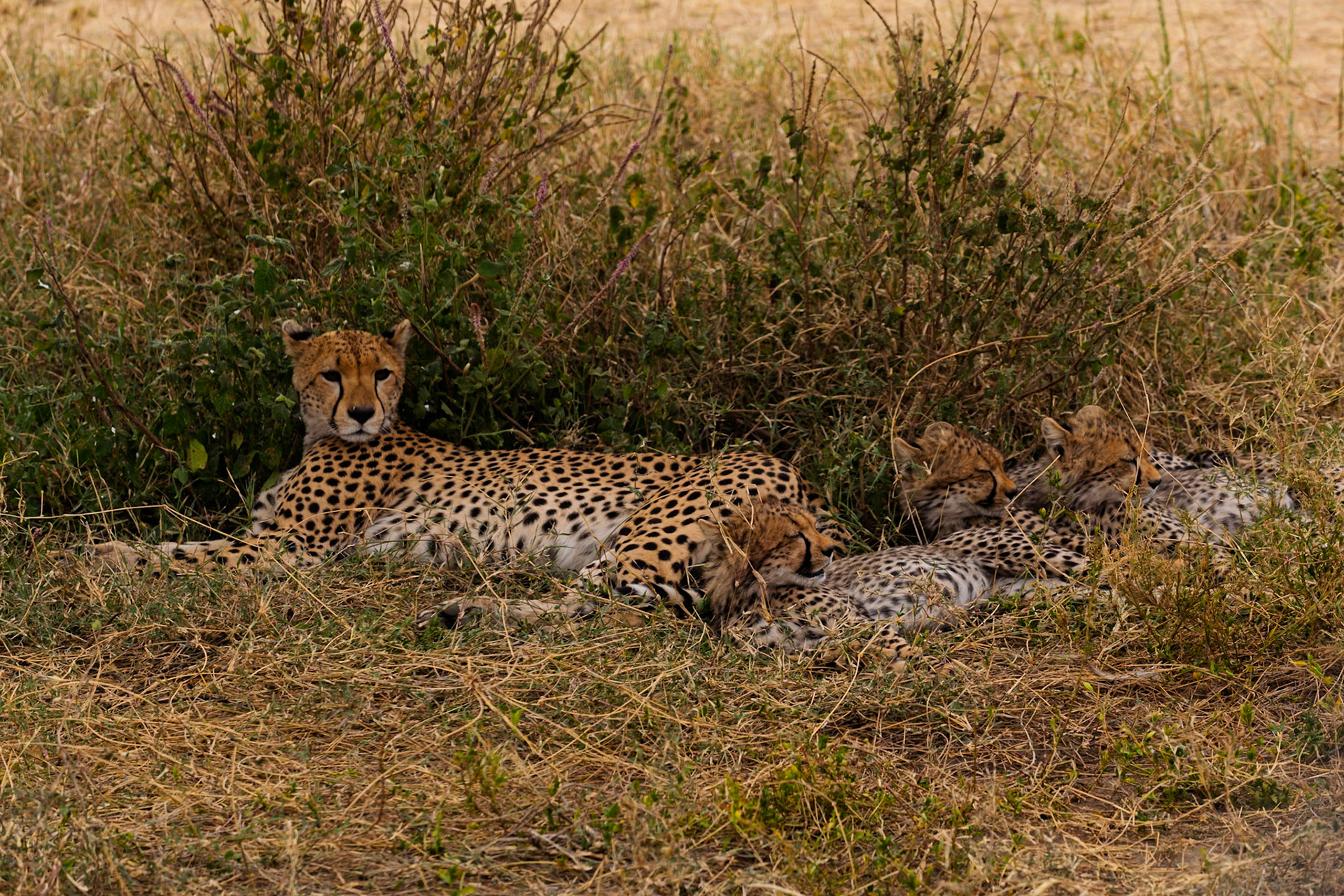 A cheetah mother rests with her cubs in Serengeti National Park, Tanzania. They are resting in the shade of a bush.
