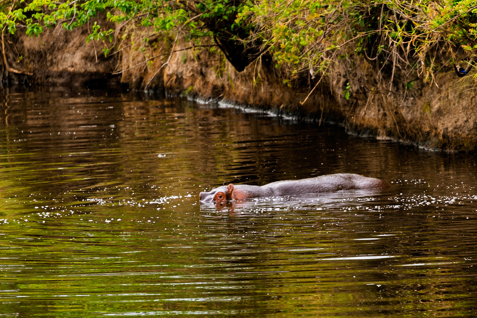 A hippo relaxes in the water in Serengeti National Park, Tanzania, staying cool and submerged.