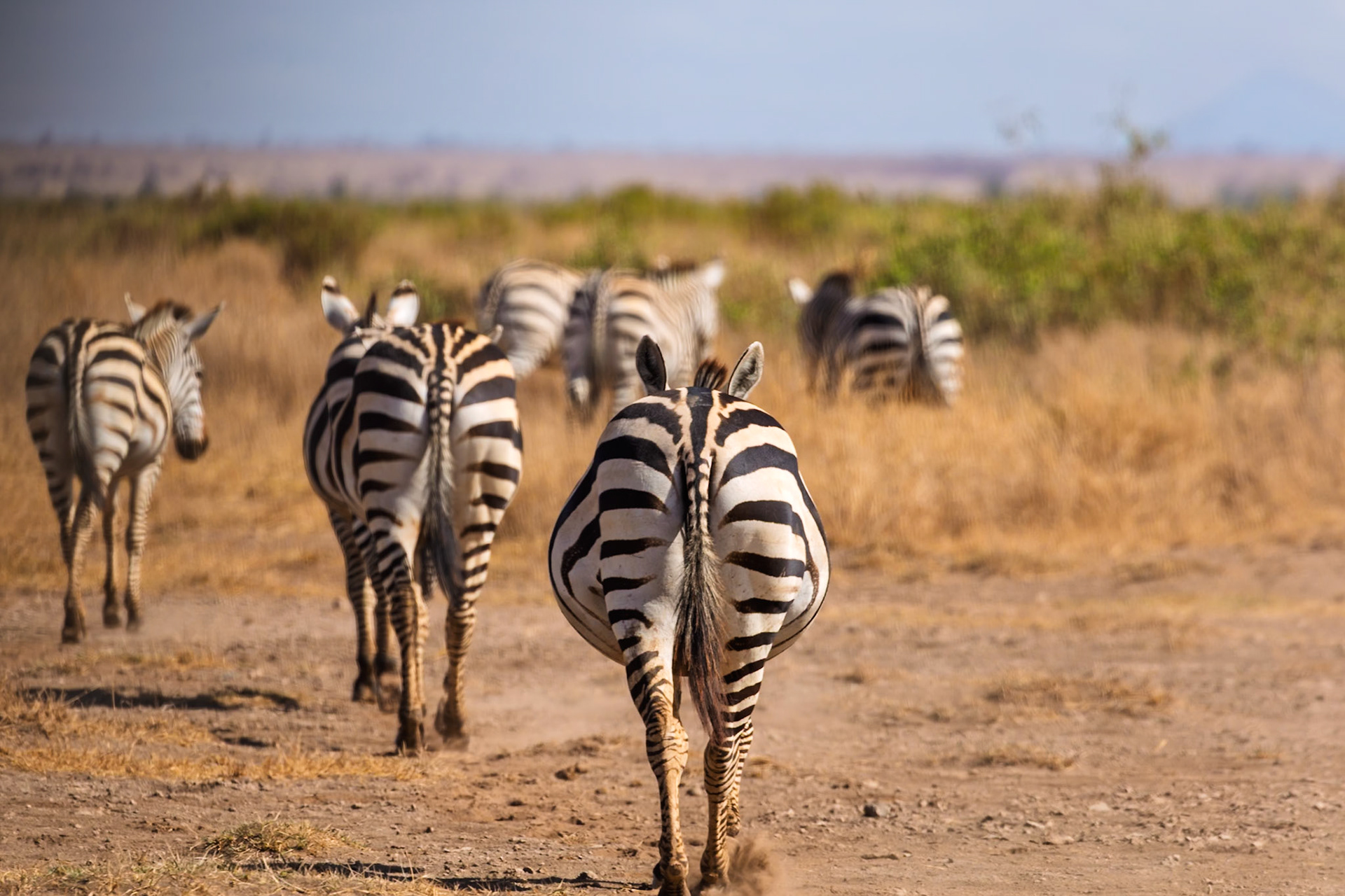 A dazzle of zebras walks through Amboseli National Park in Kenya, their stripes blending together as they move across the savanna.