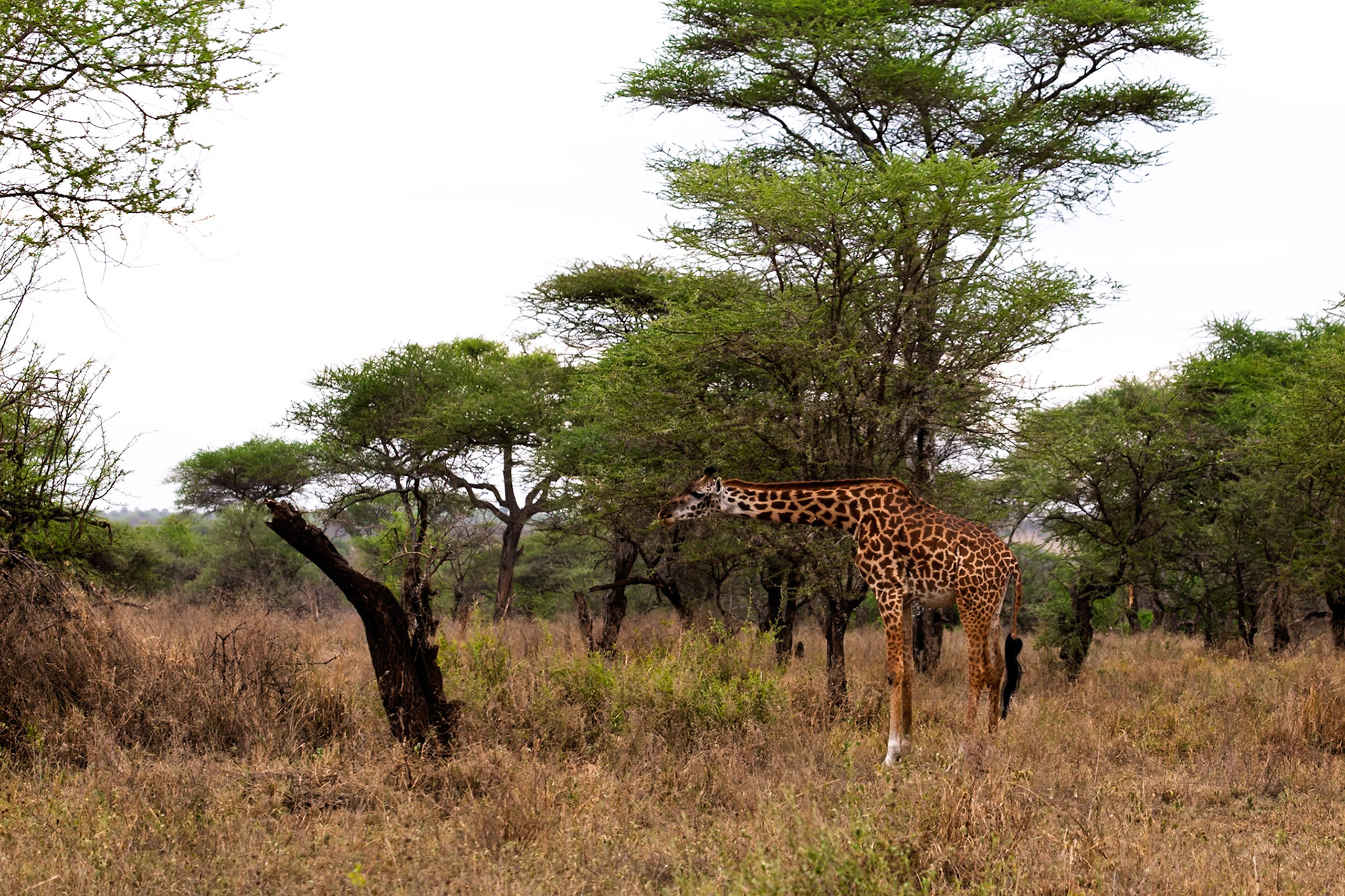 A giraffe is eating leaves from a tree in Serengeti National Park, Tanzania. It is eating to survive.