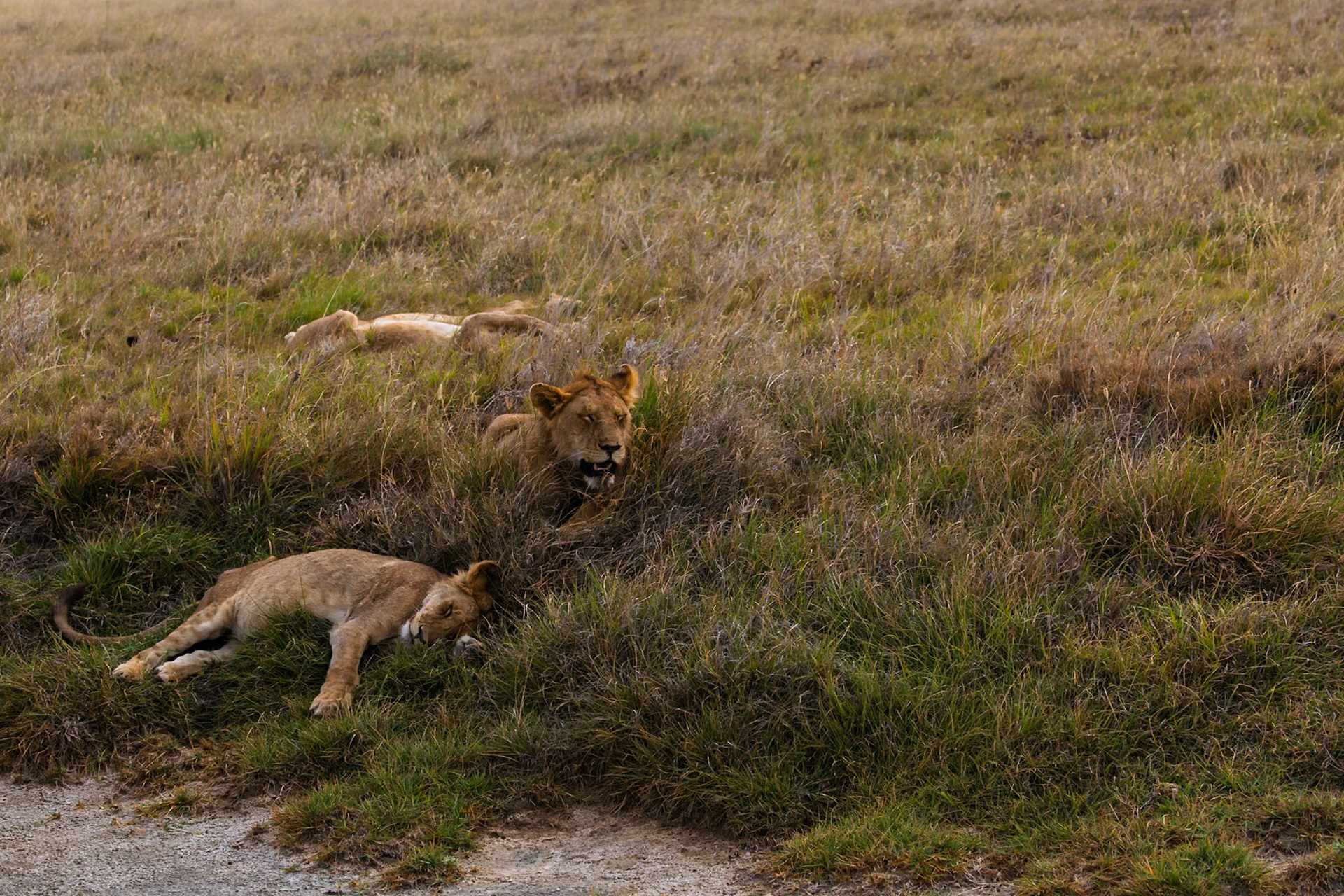 Lions rest in Serengeti National Park, Tanzania. They are resting in the tall grass, likely after a hunt or to conserve energy.