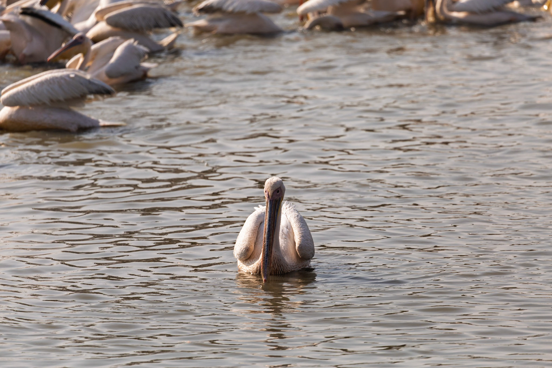 Pelicans gather and feed in the waters of Tarangire National Park, Tanzania, showcasing their communal foraging behavior.