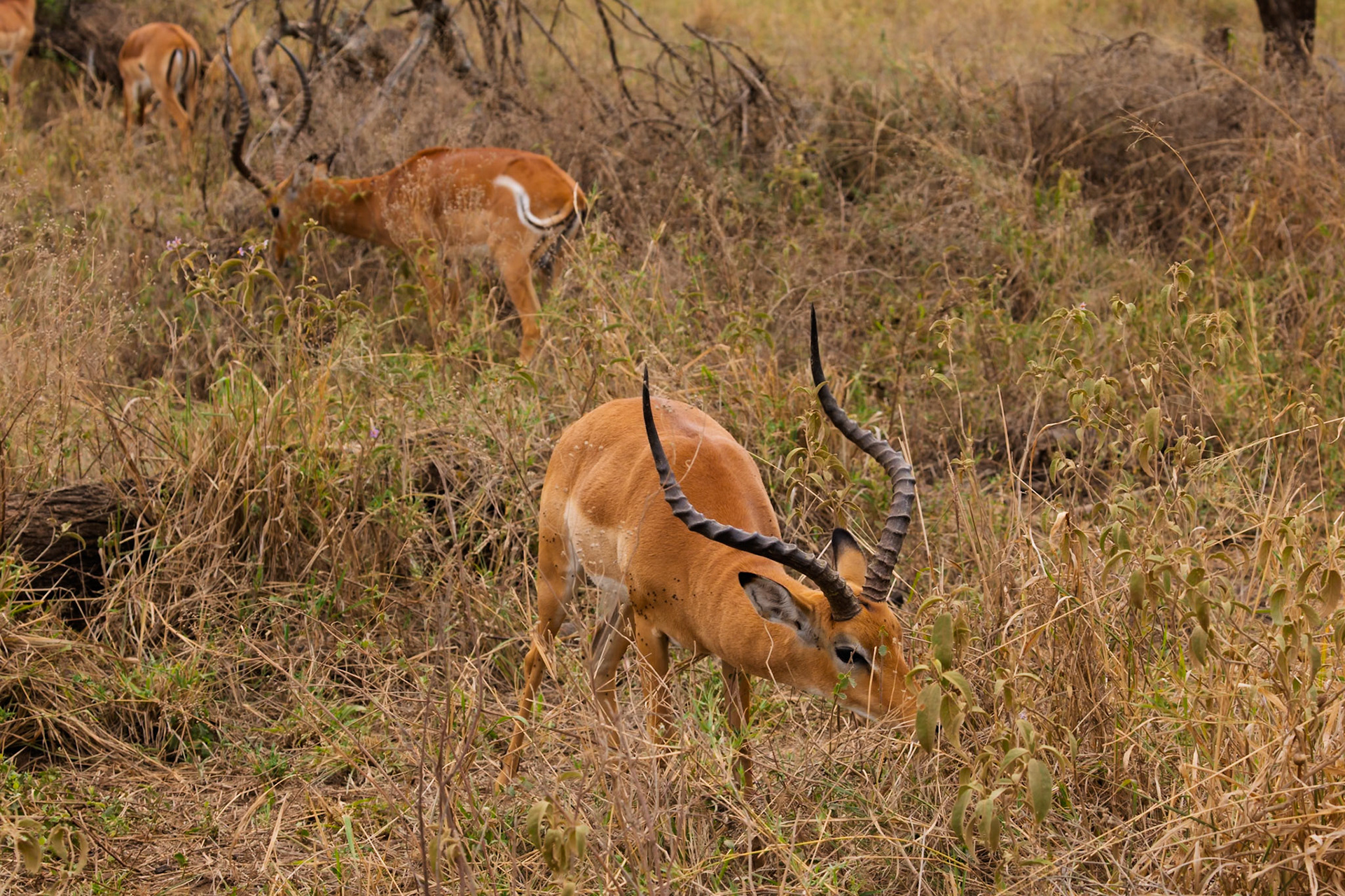 Impala graze in Serengeti National Park, Tanzania. They are eating to sustain themselves.