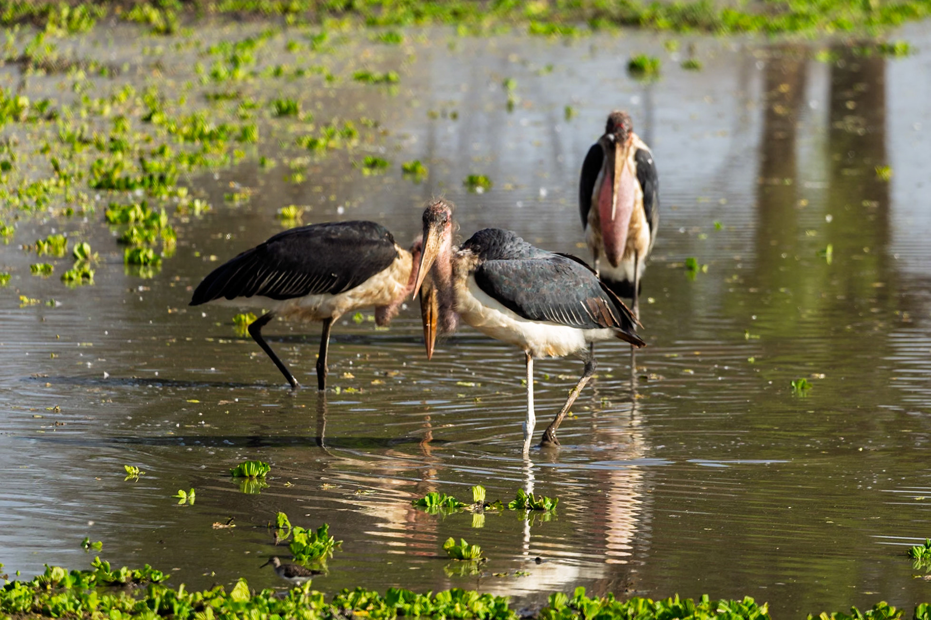 Marabou Storks wade in Tarangire National Park, Tanzania. These scavengers are searching for food in the shallow water.
