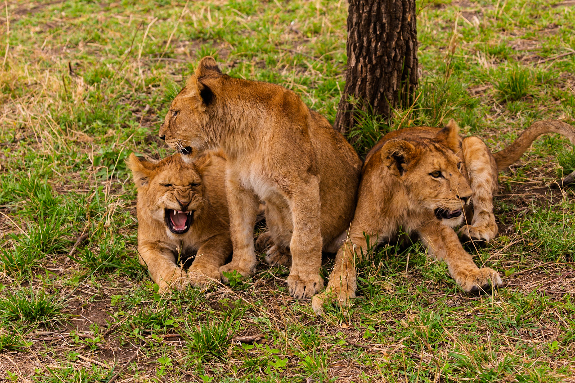 Three lion cubs rest in the Serengeti National Park, Tanzania. One cub yawns, showing off its teeth.