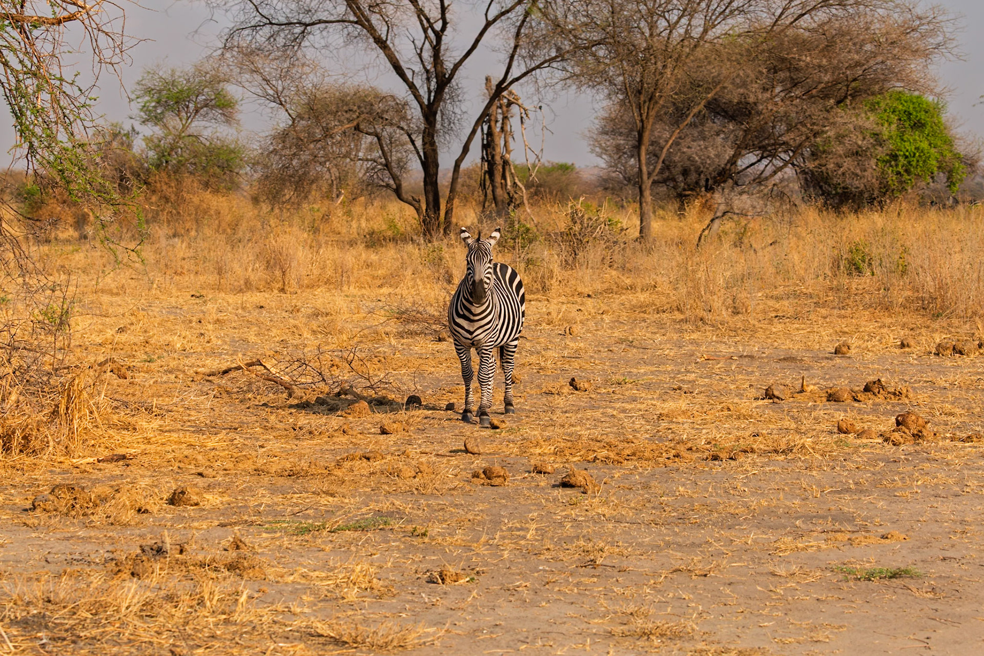 A zebra stands alert in Tarangire National Park, Tanzania, surveying its surroundings in the dry, grassy landscape.