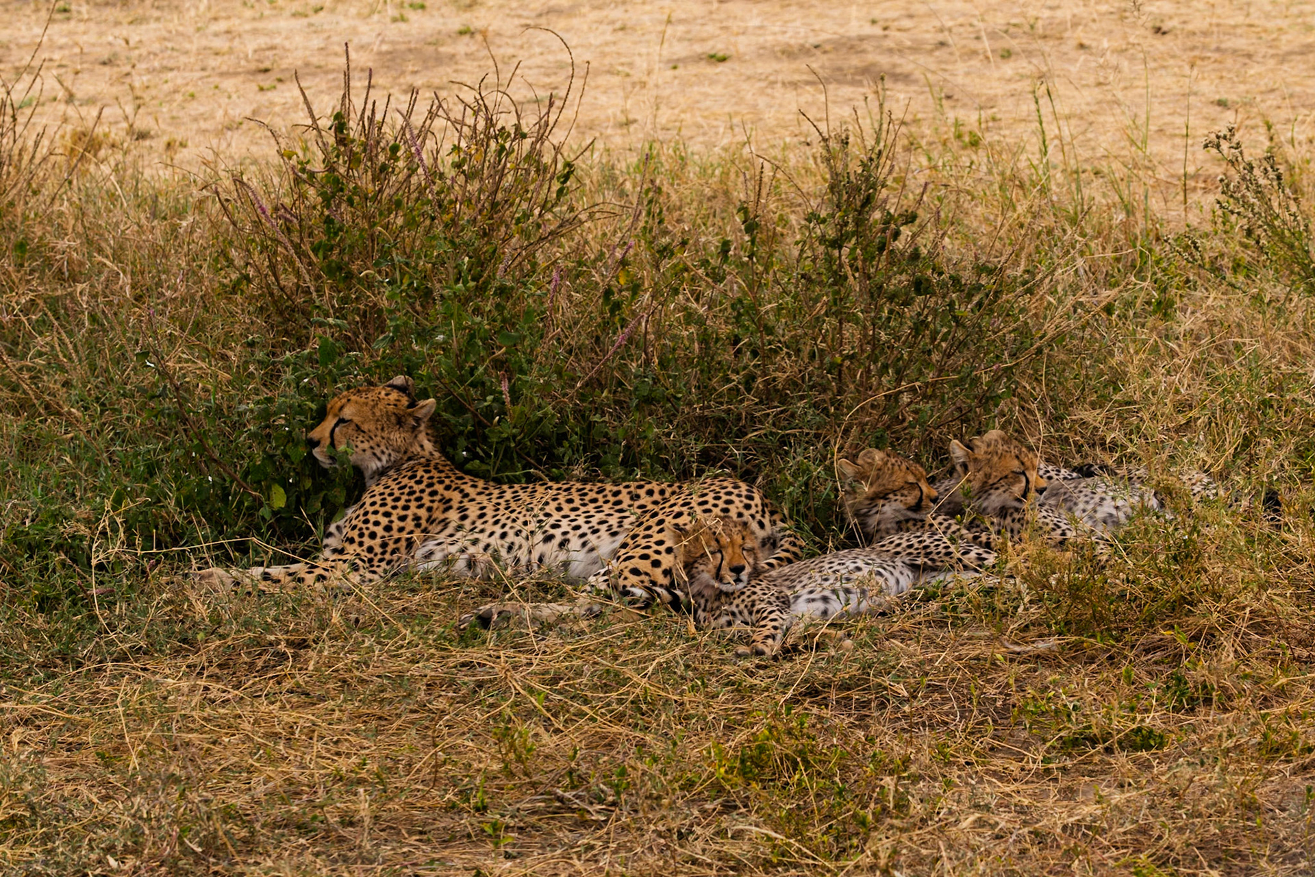 A cheetah and her cubs rest in the shade in Serengeti National Park, Tanzania. They are resting to conserve energy.