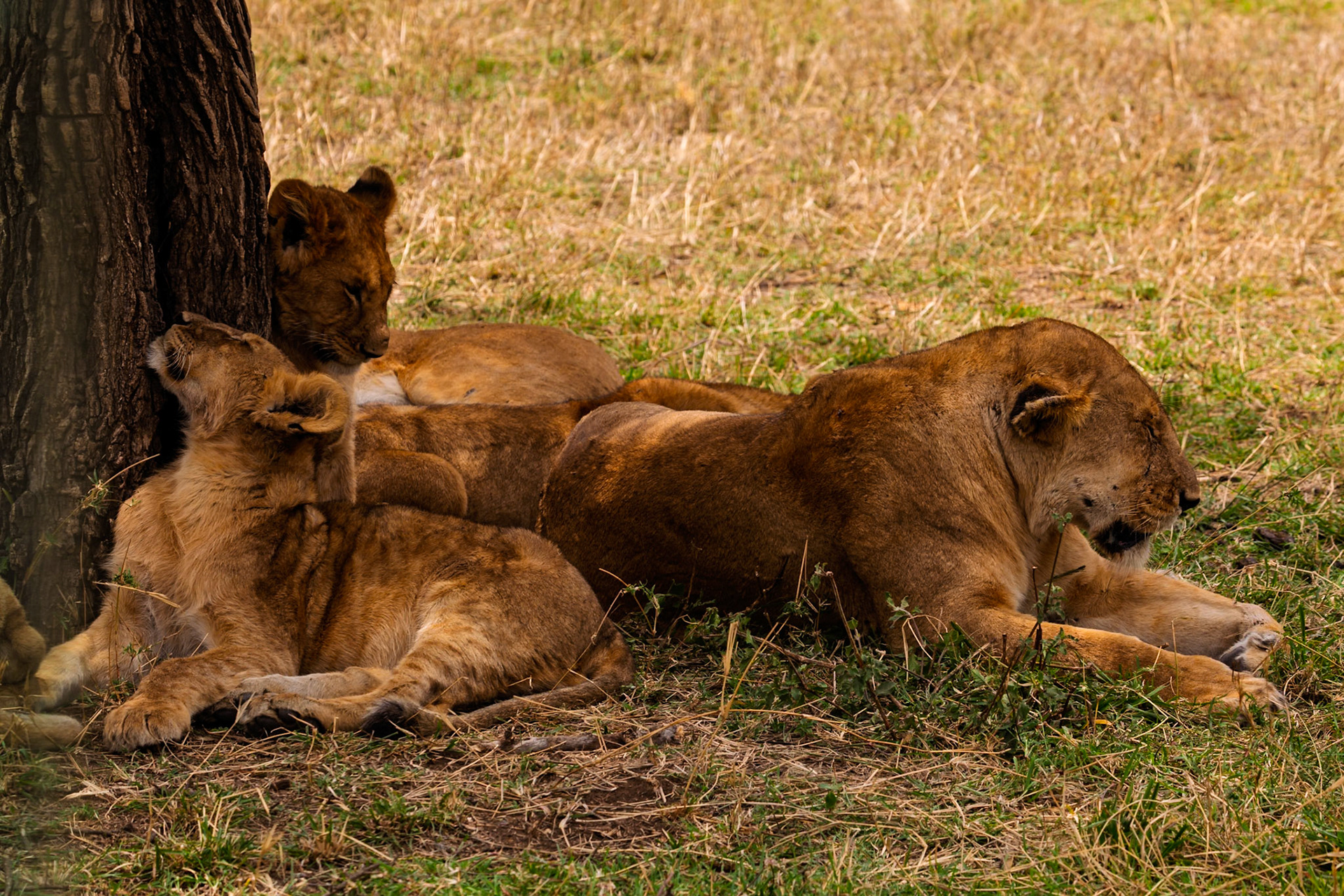 A lioness and her cubs rest in the shade of a tree in Tanzania's Serengeti National Park, seeking respite from the African sun.
