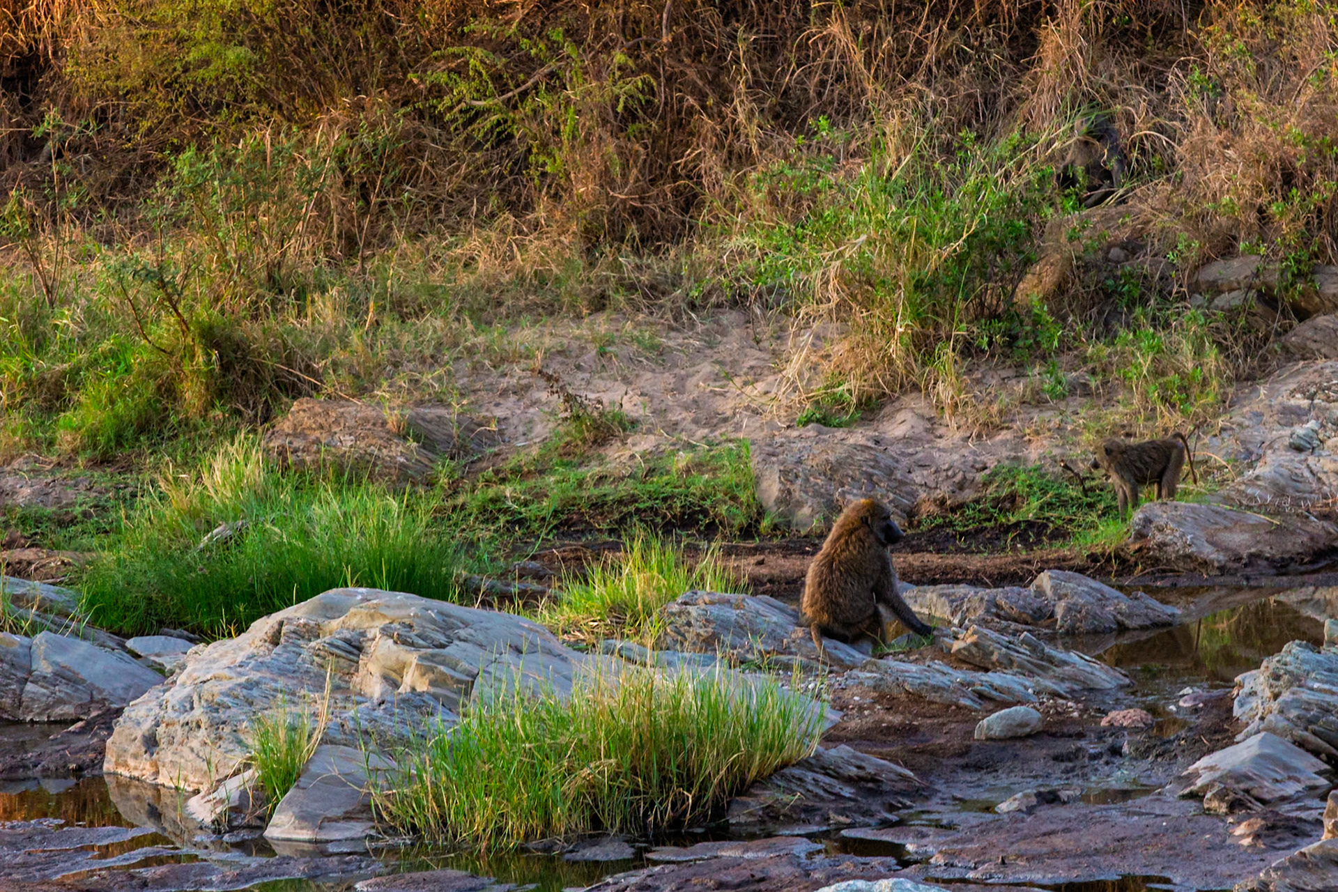 Baboons forage for food along a stream in Tanzania's Serengeti National Park. They are looking for food and water.