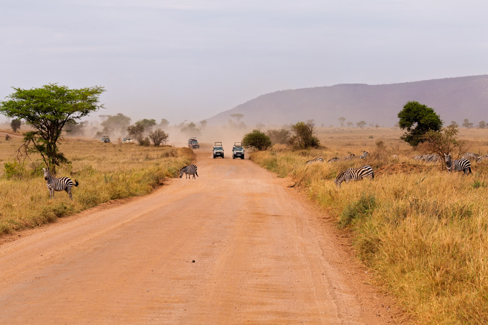 Safari vehicles drive through Serengeti National Park, Tanzania, kicking up dust as zebras graze nearby.