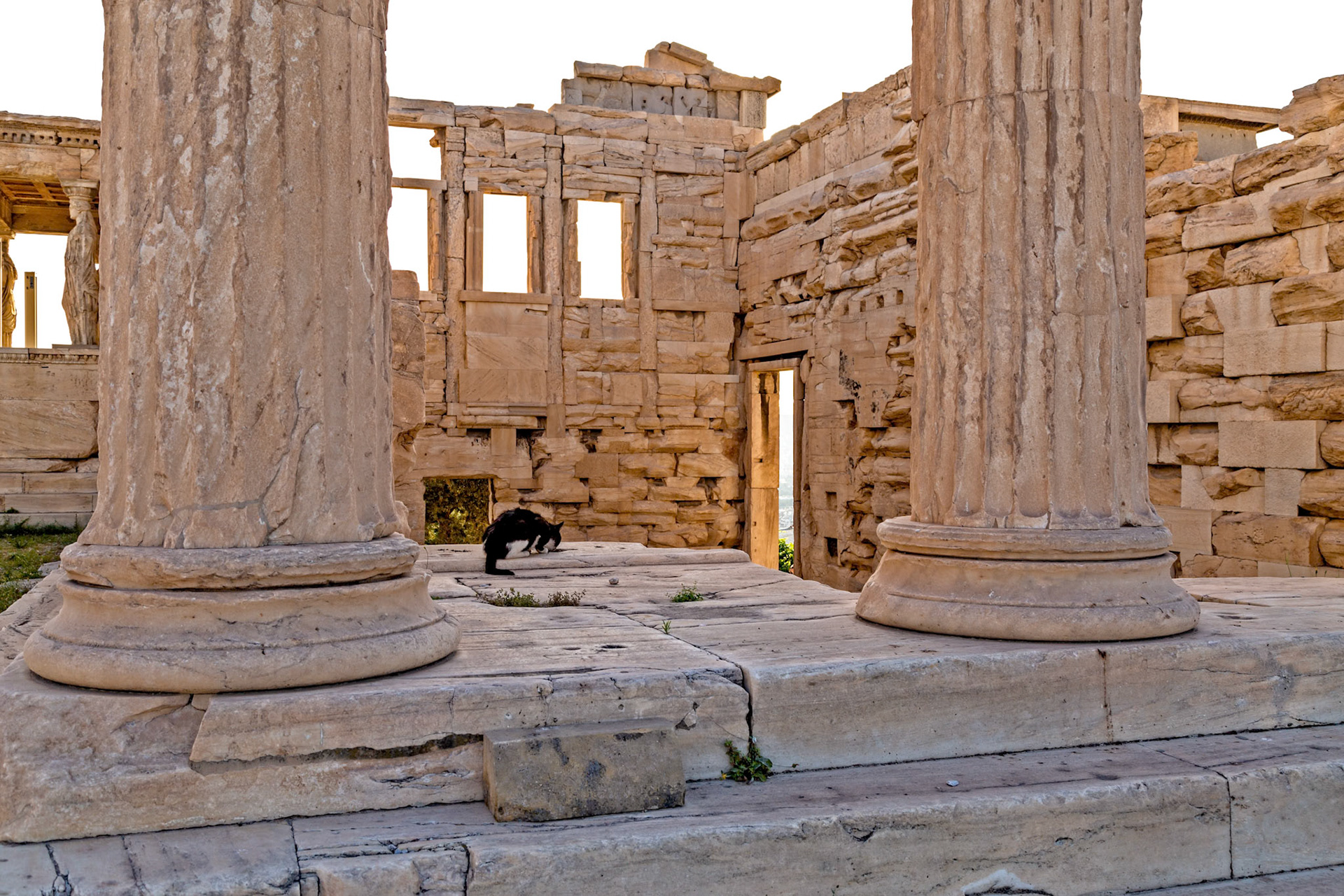 Acropolis, Athens, Greece - May 23rd 2018: A black and white cat is eating something on the stone floor of the Acropolis, between two columns.