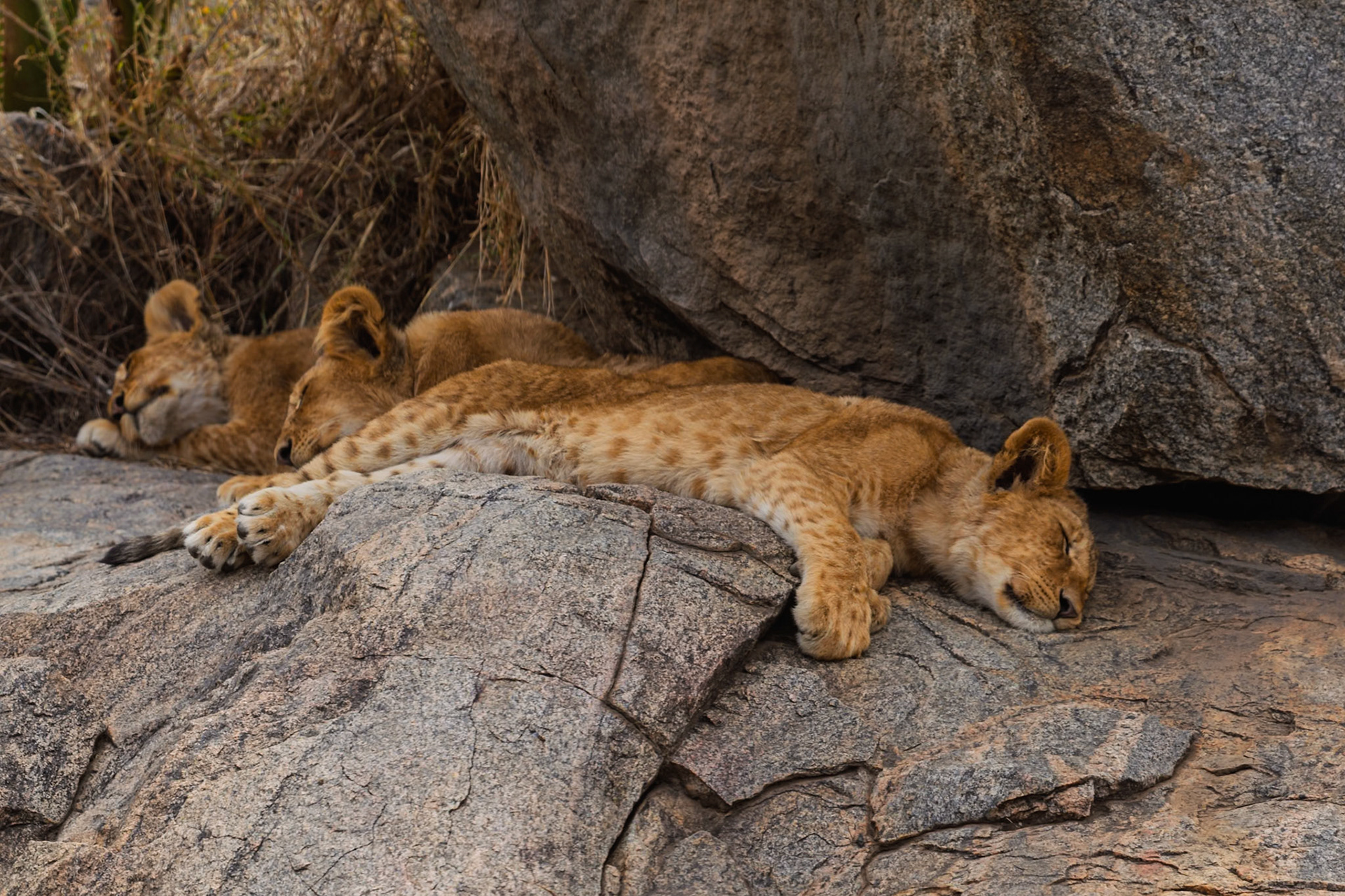 Lion cubs nap on rocks in Tanzania's Serengeti National Park. They rest to conserve energy for future hunts and playtime.