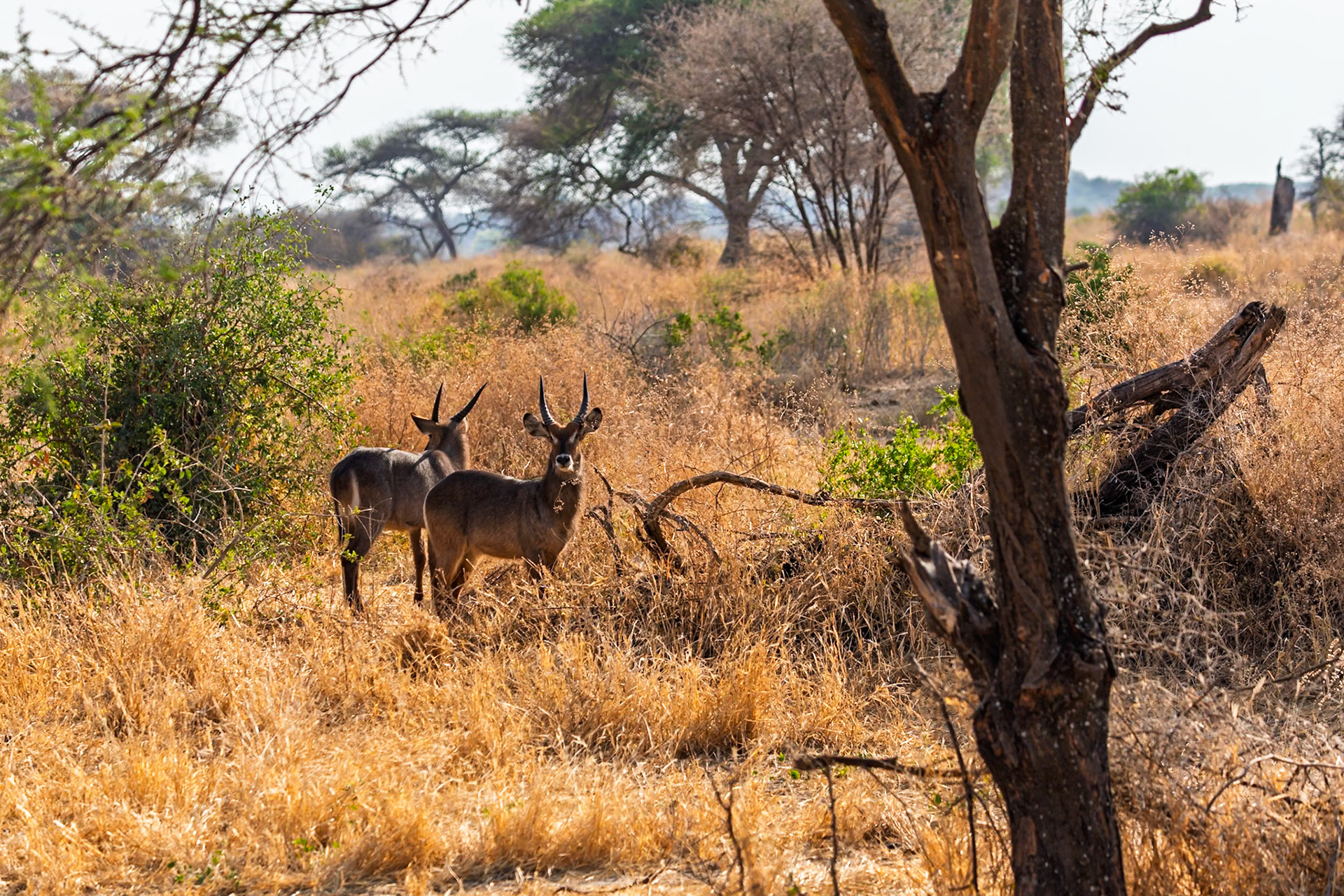 Two Waterbucks stand alert in the tall grass of Tanzania's Tarangire National Park, their horns silhouetted against the African landscape.
