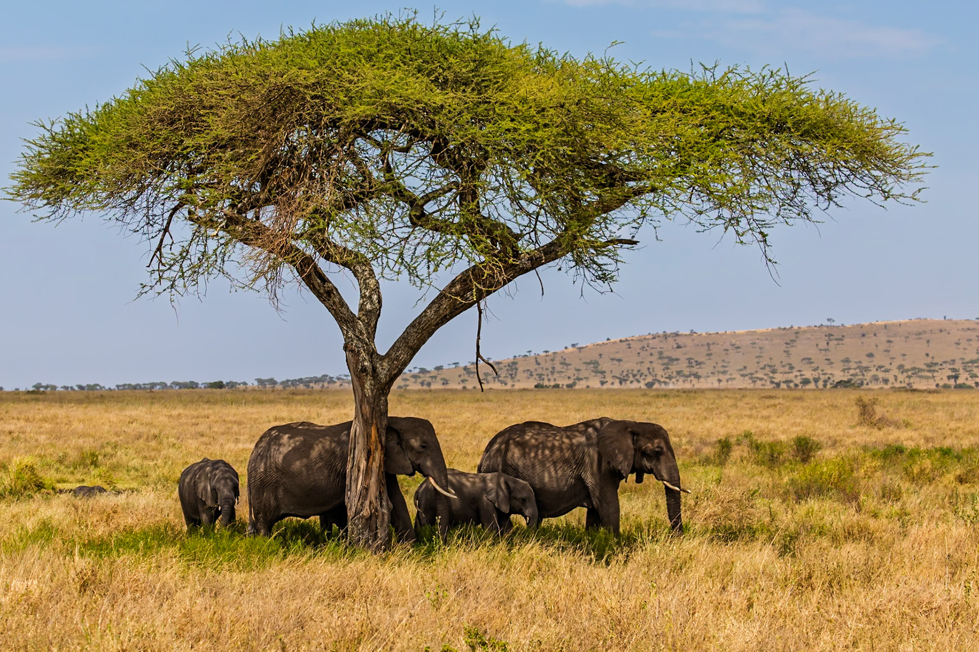A family of elephants seeks shade under an acacia tree in Tanzania's Serengeti National Park, escaping the hot African sun.