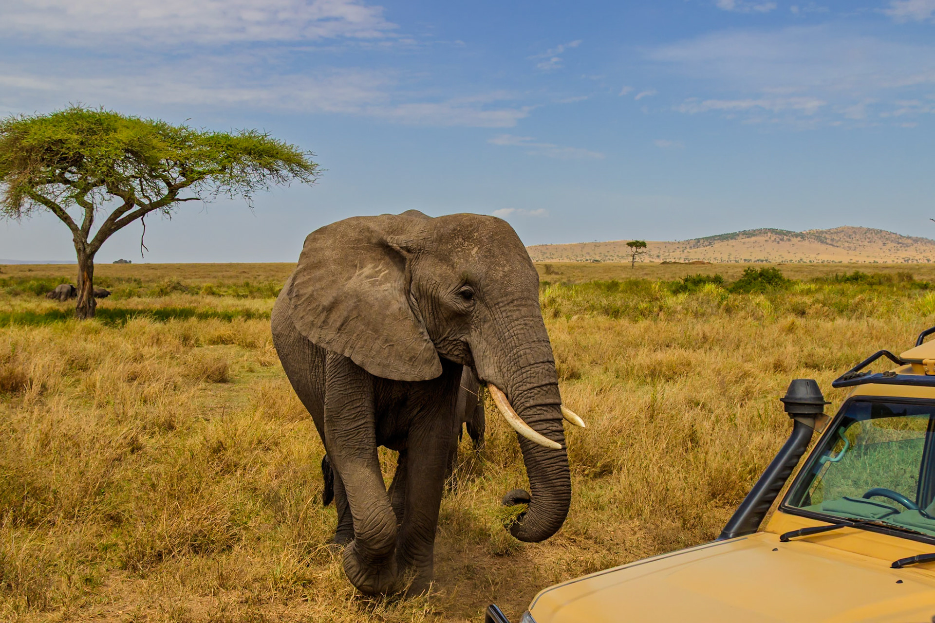 An elephant approaches a safari vehicle in Tanzania's Serengeti National Park, likely seeking food or water.