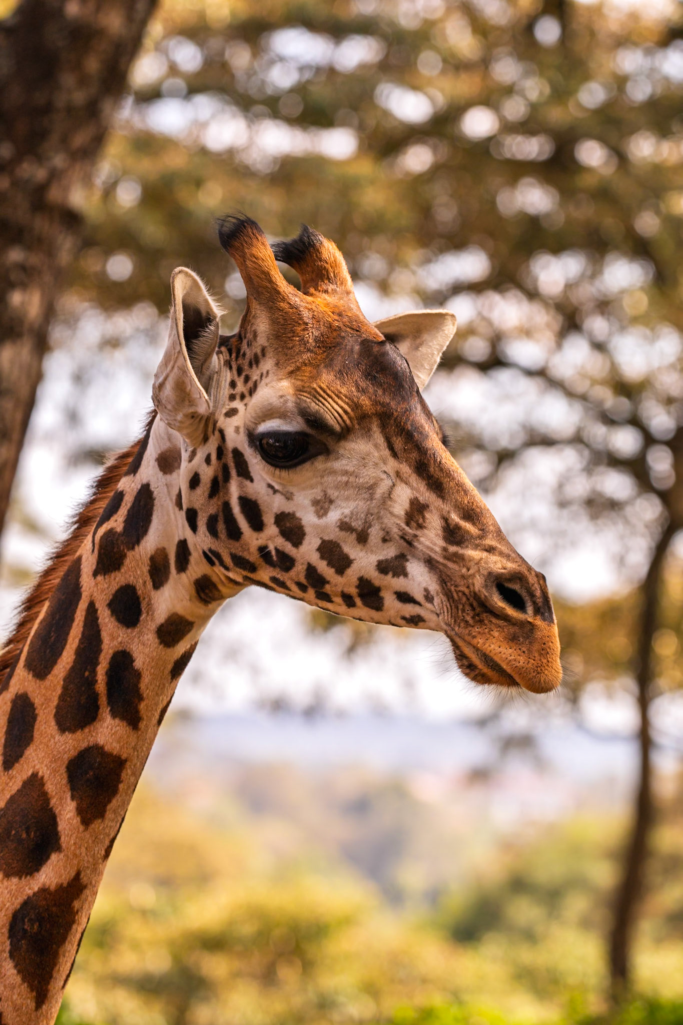 A giraffe at the Giraffe Center in Kenya is looking around, possibly for food or to interact with visitors.