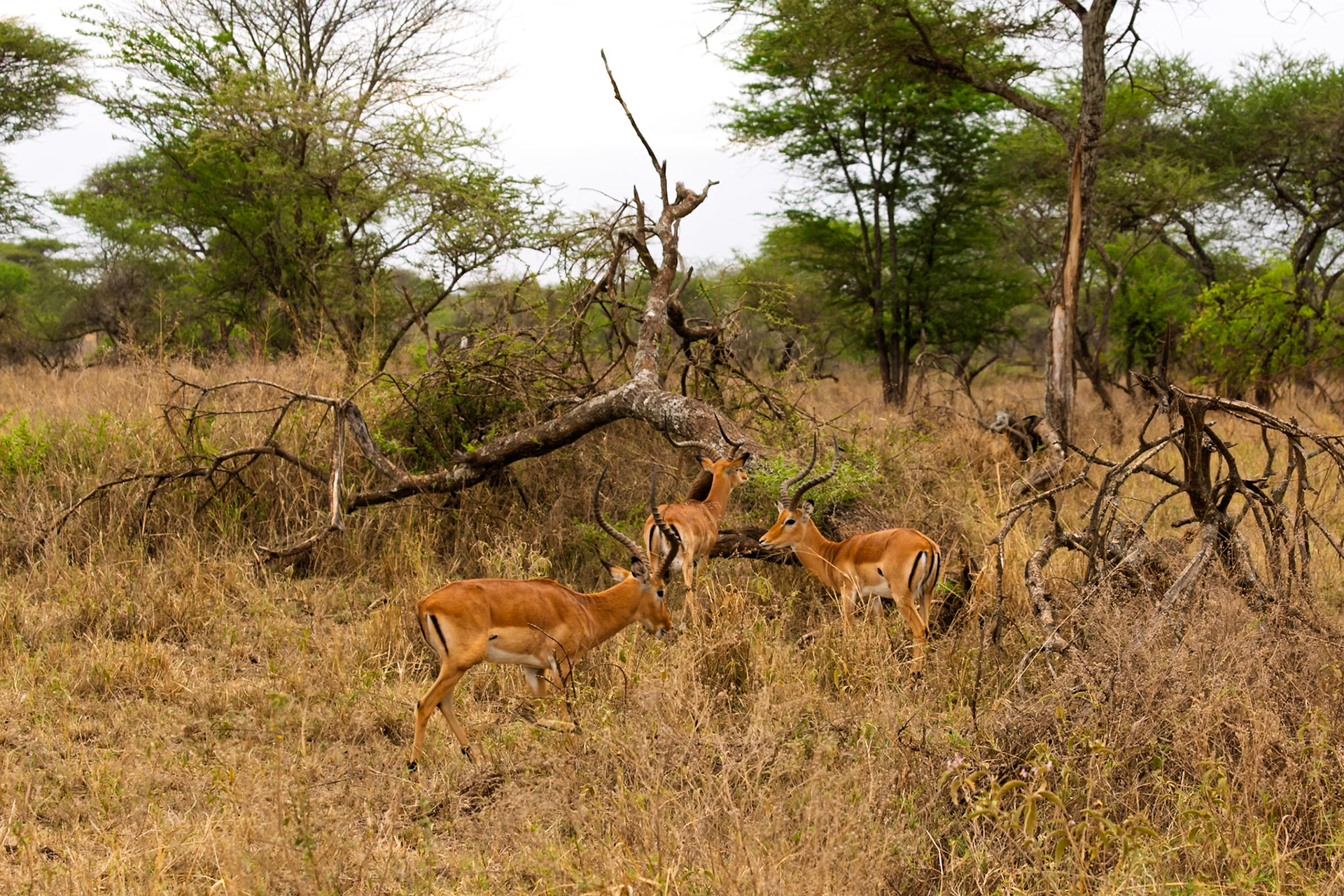 Three Impala graze in Serengeti National Park, Tanzania. They are eating to sustain themselves in their natural habitat.
