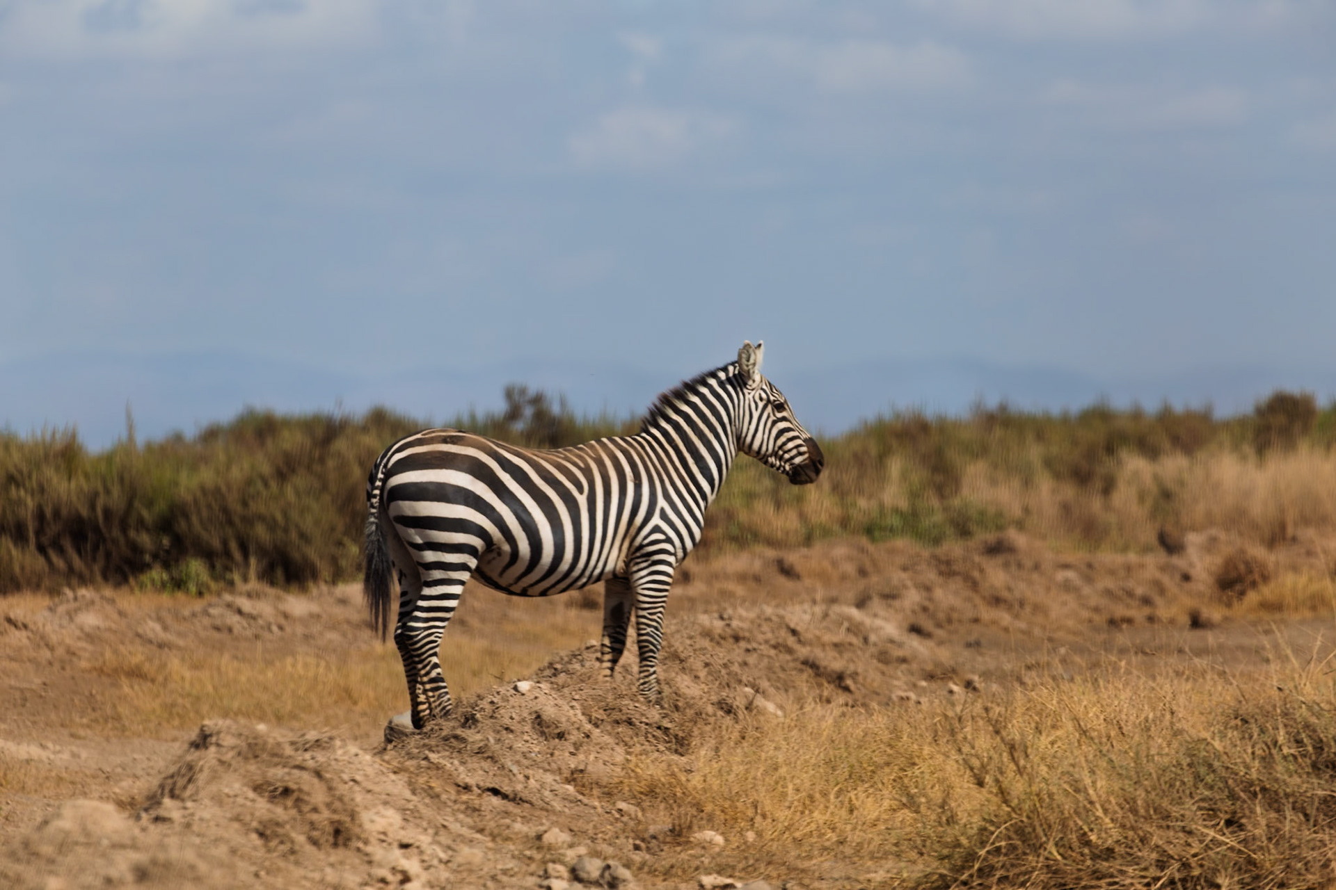 A zebra stands atop a small hill in Kenya's Amboseli National Park, surveying the landscape.